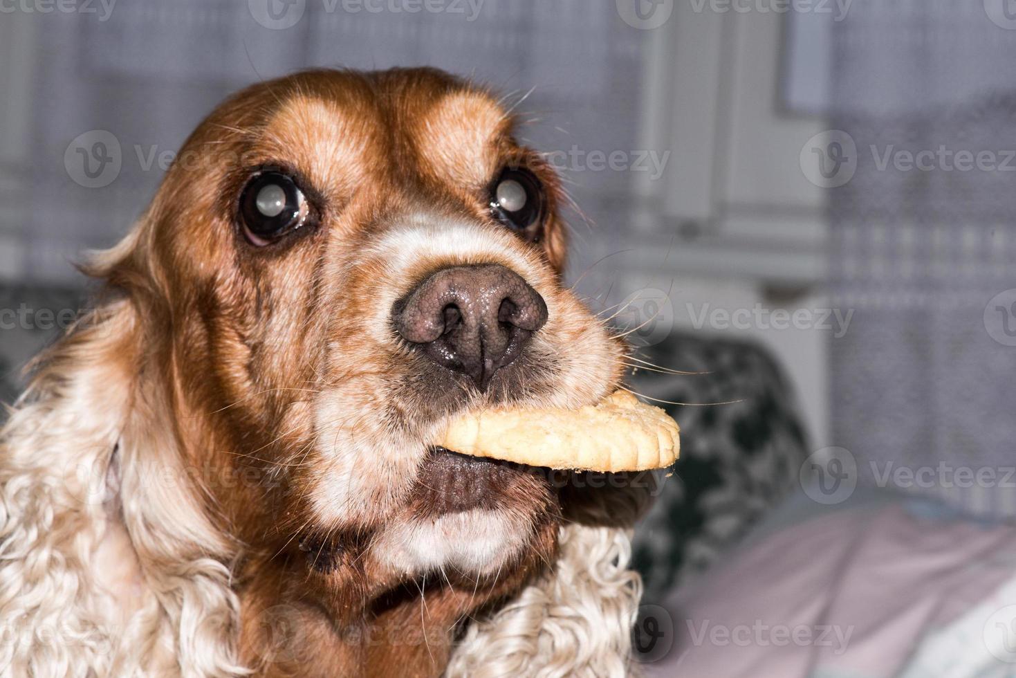 jong hond Holding een biscuit foto