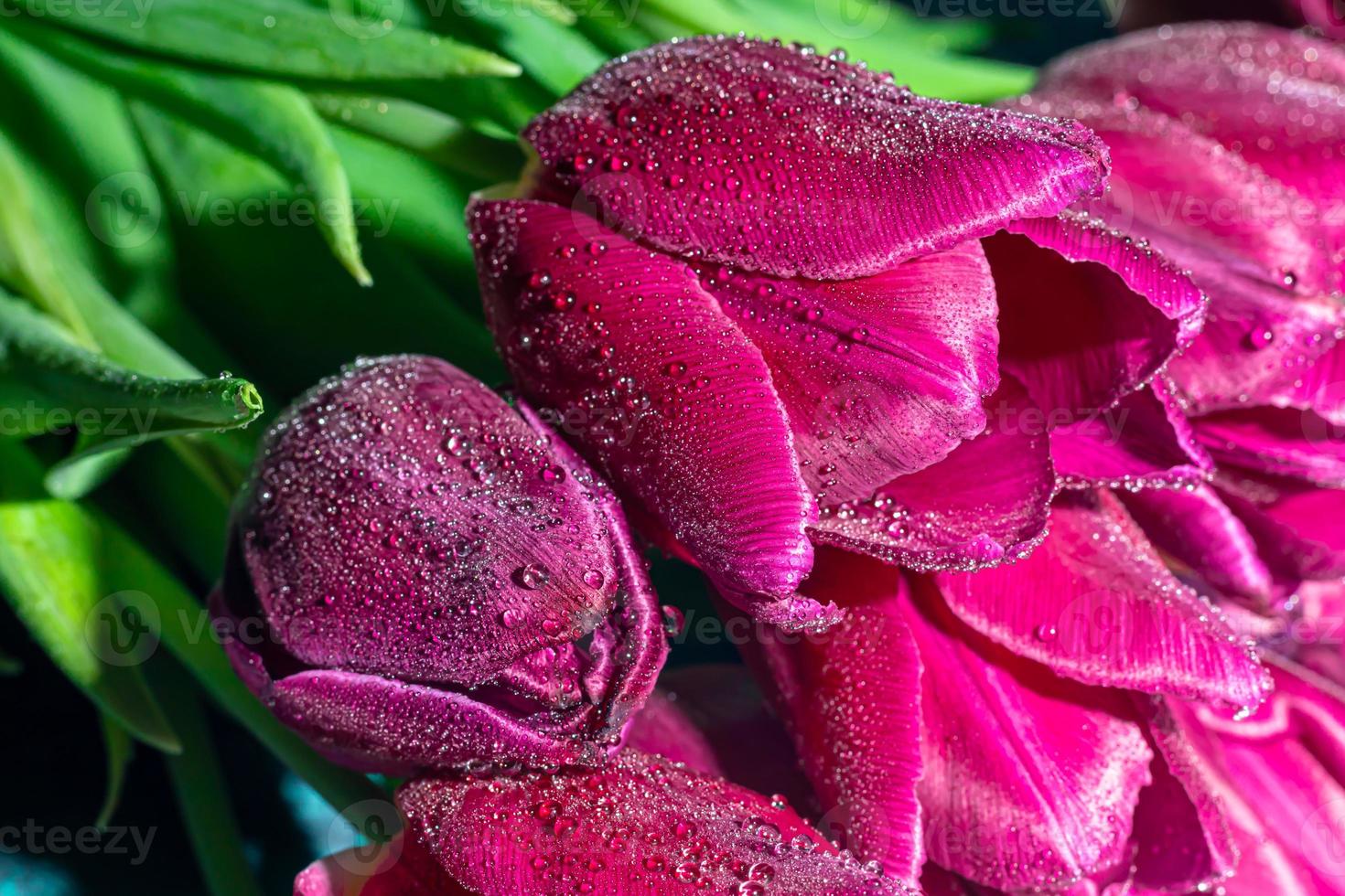 boeket van tulpen voor de vakantie. vrouwen dag, Valentijnsdag dag, naam dag. Aan een donker achtergrond met reflectie. foto