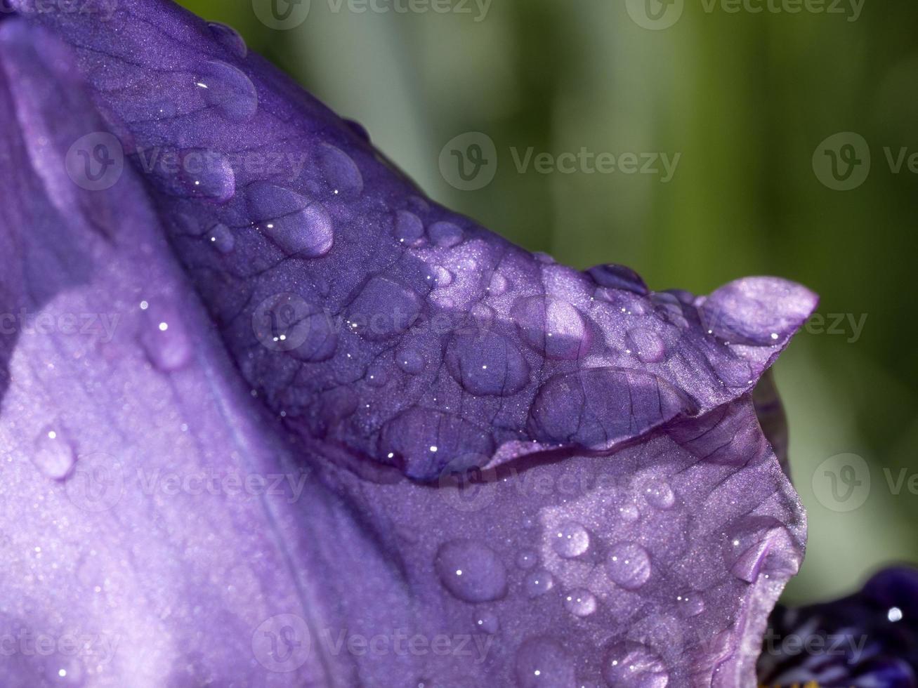 iris bloem dichtbij omhoog macro foto