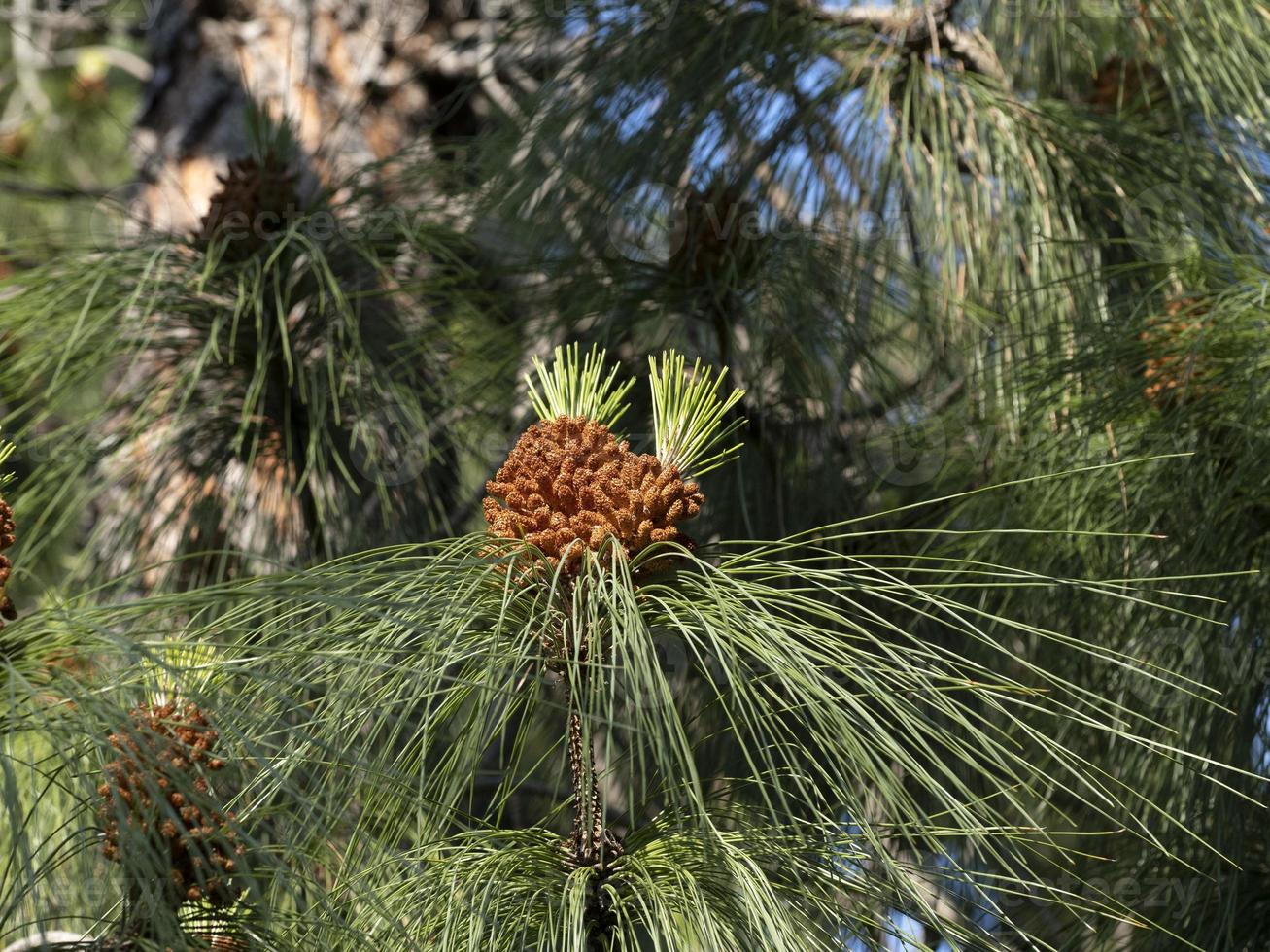 pinus canaeriensis kanarie eilanden pijnboom boom bloesem foto