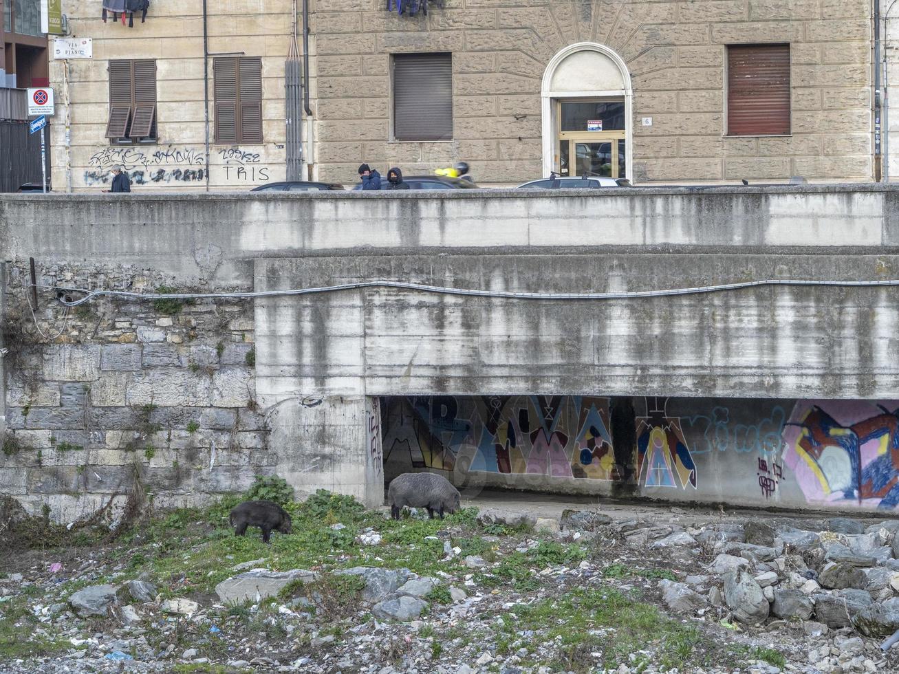 varkens koorts wild zwijn in Genua stad- bisagno rivier- stedelijk dieren in het wild foto