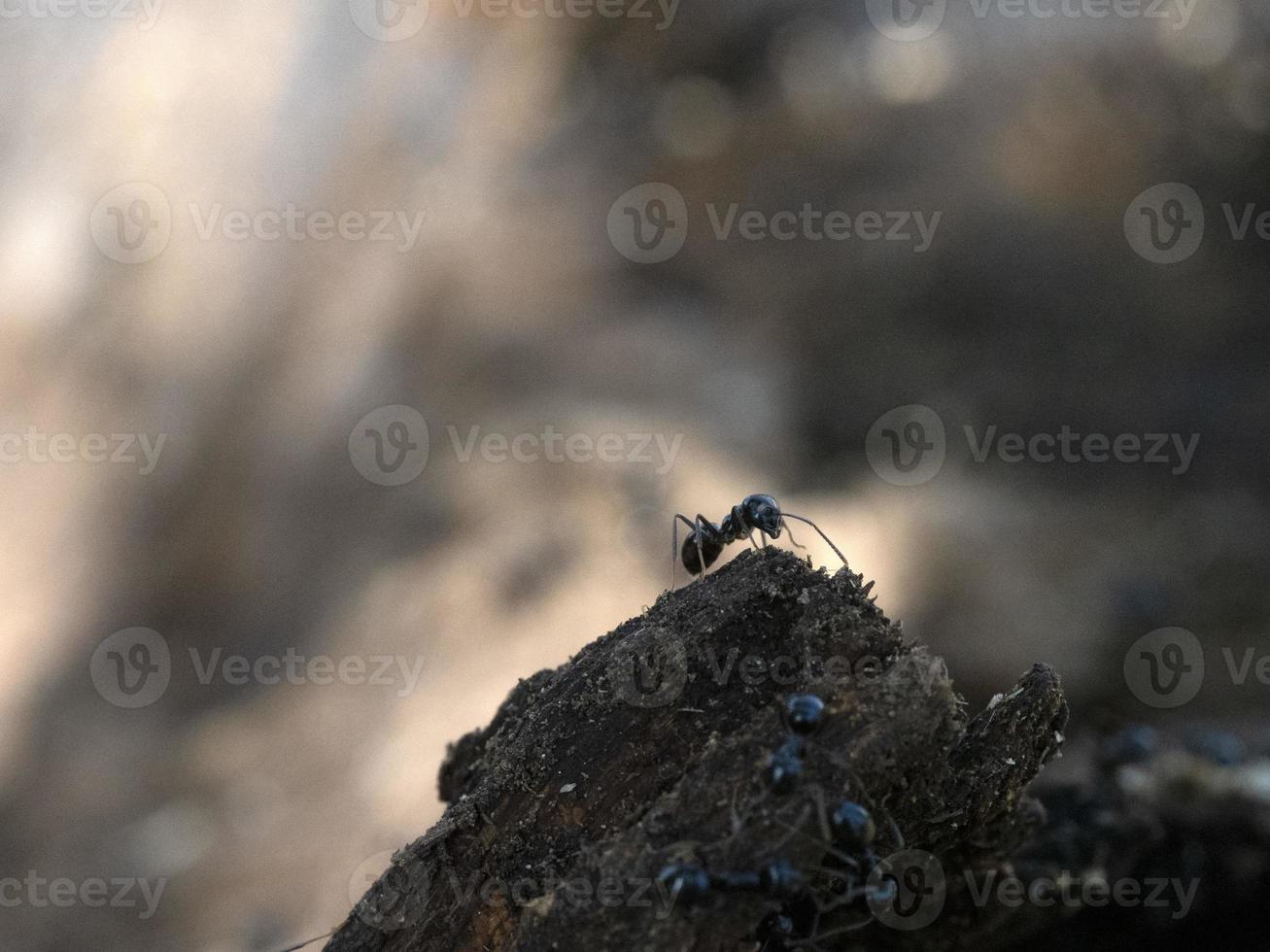 mieren binnen mierenhoop in de hout foto