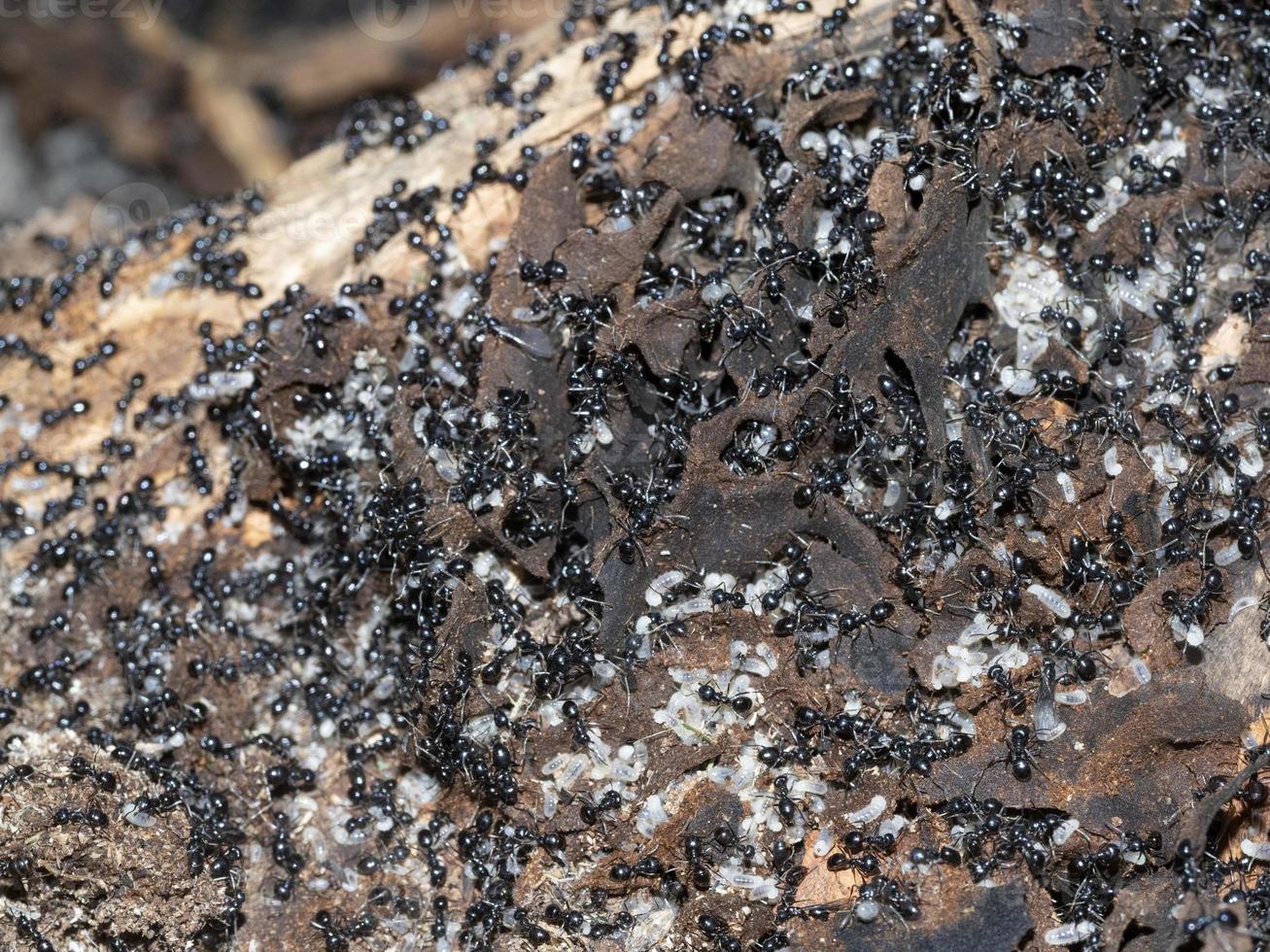 mieren binnen mierenhoop in de hout foto