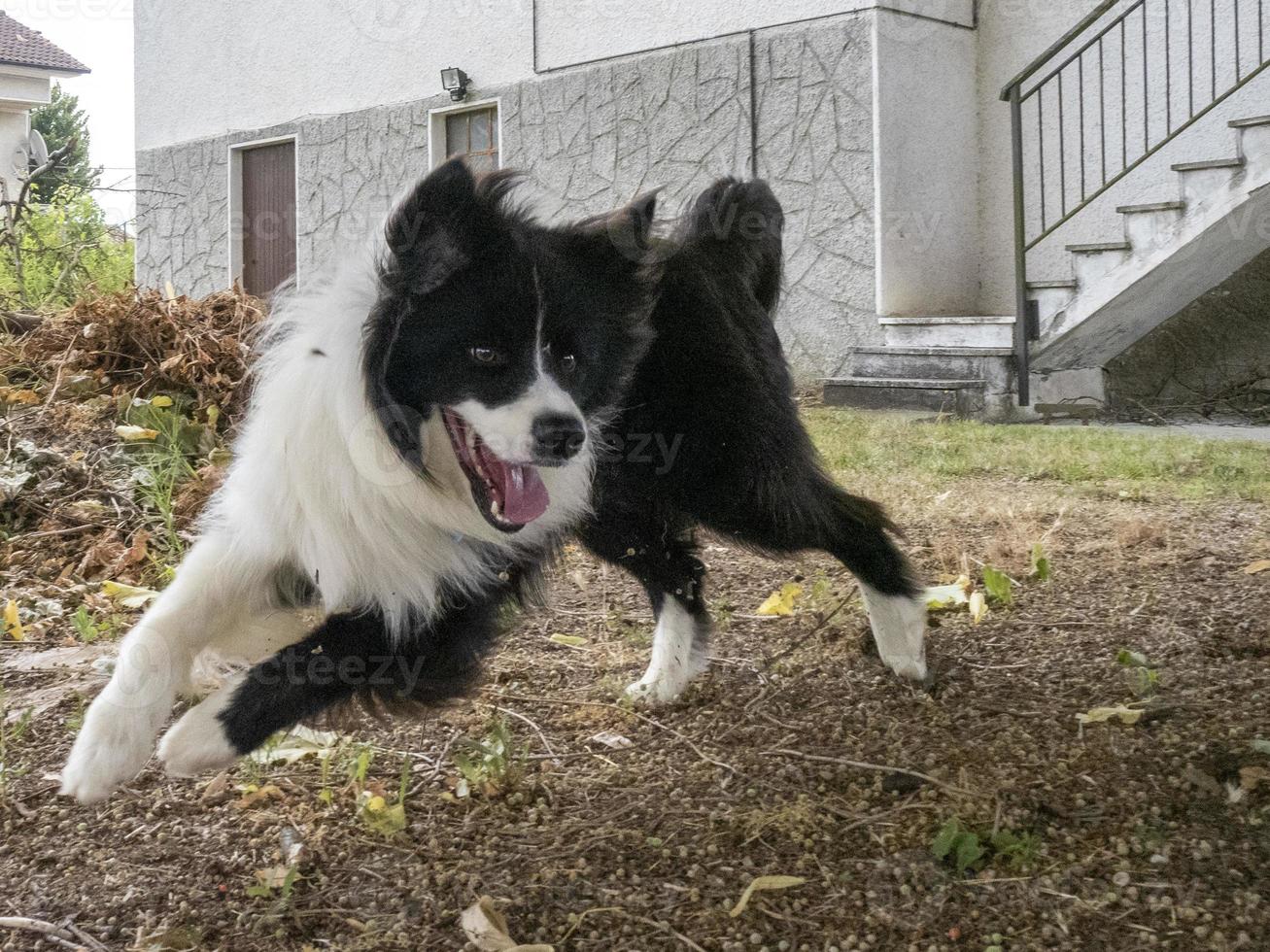 jong grens collie hond portret foto