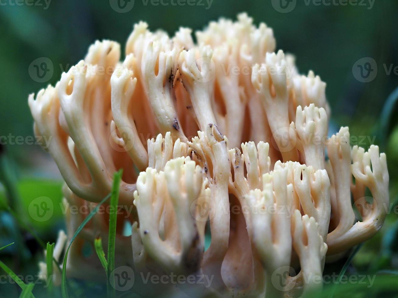 ramaria flava paddestoel in de Woud foto