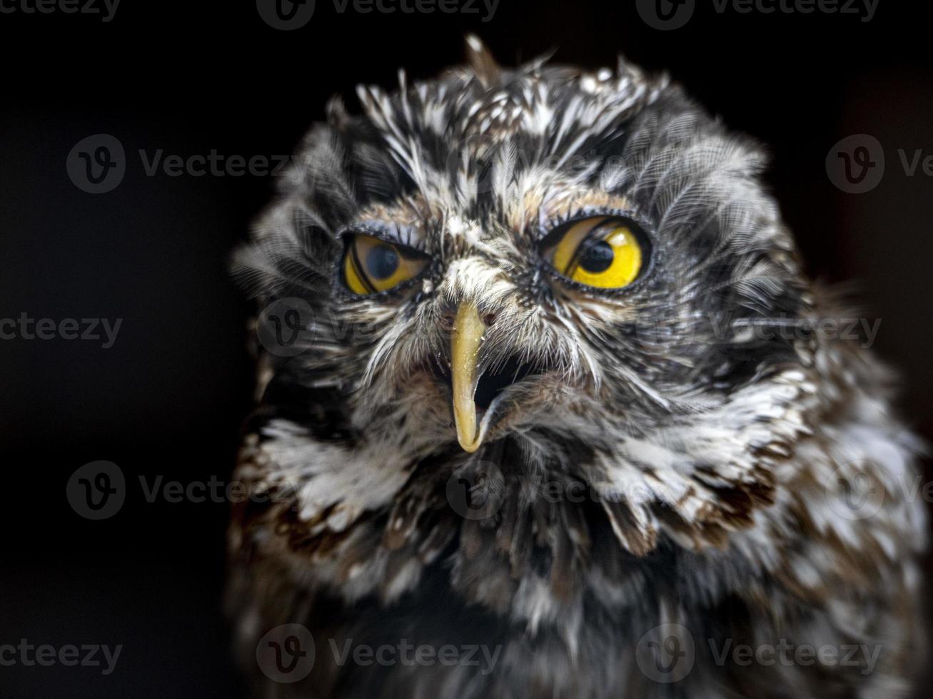 boreale uil geïsoleerd Aan zwart foto