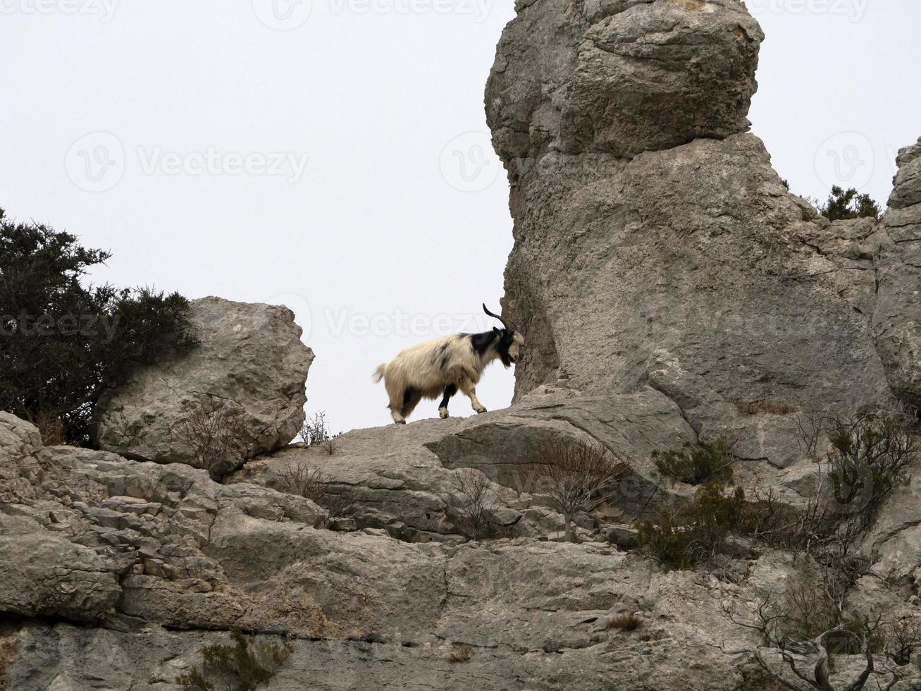 berg geit Aan rotsen in Sardinië foto