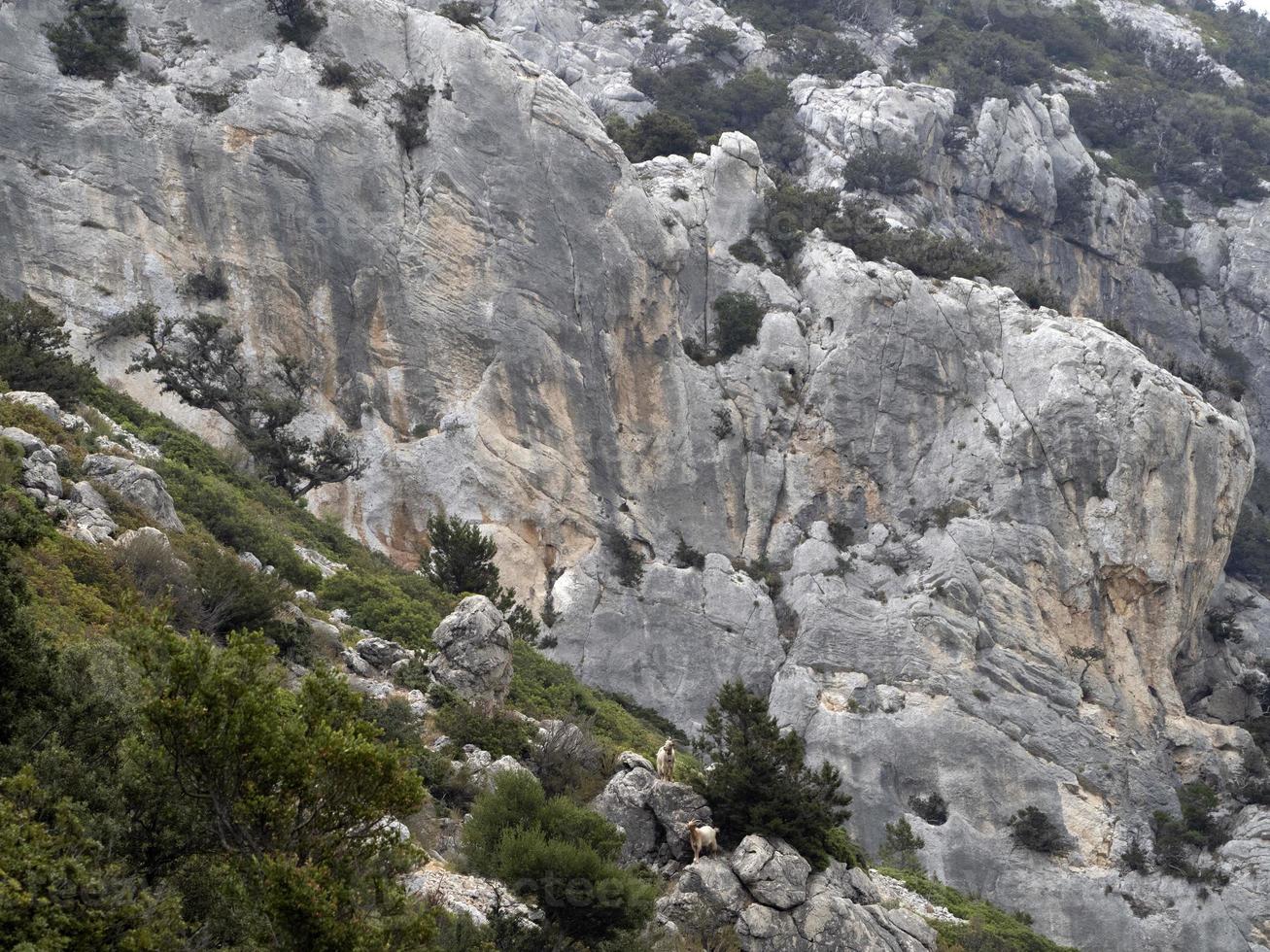 berg geit Aan rotsen in Sardinië foto