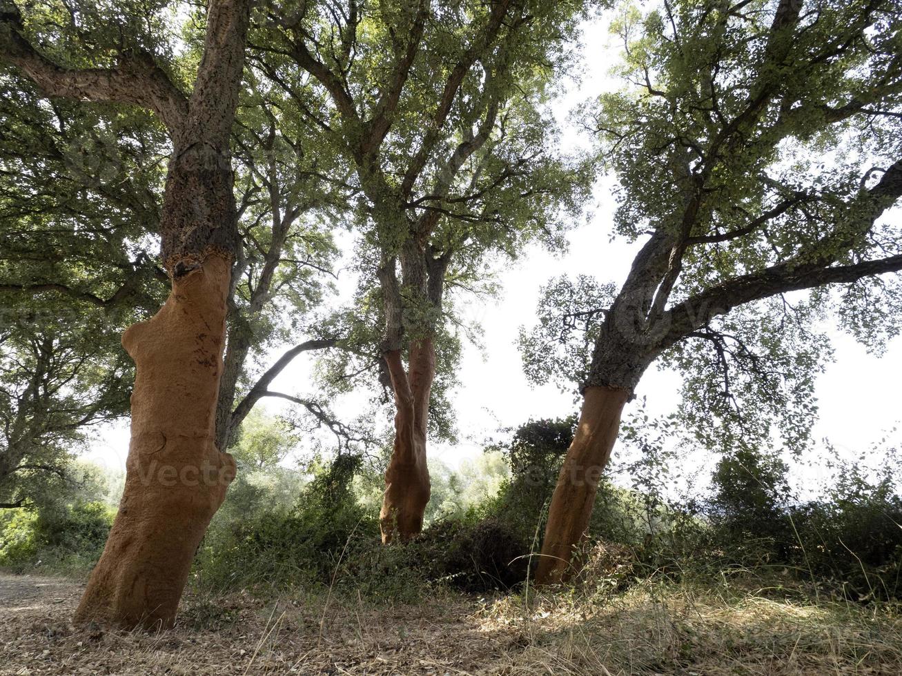 kurk boom schors detail dichtbij omhoog Sardinië foto