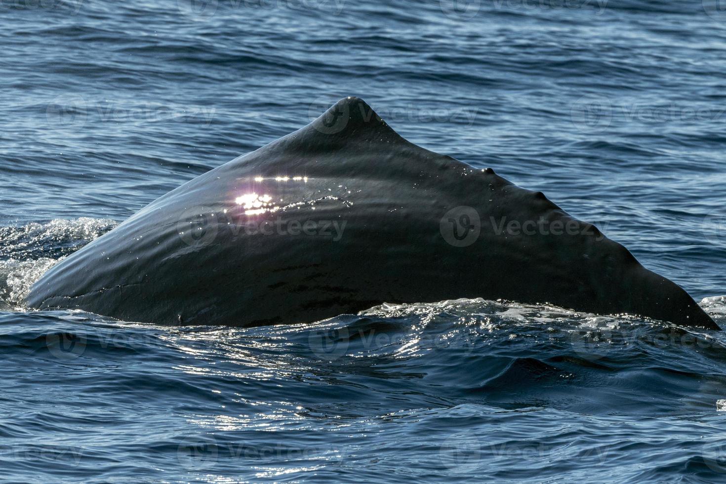 sperma walvis Bij zonsondergang foto