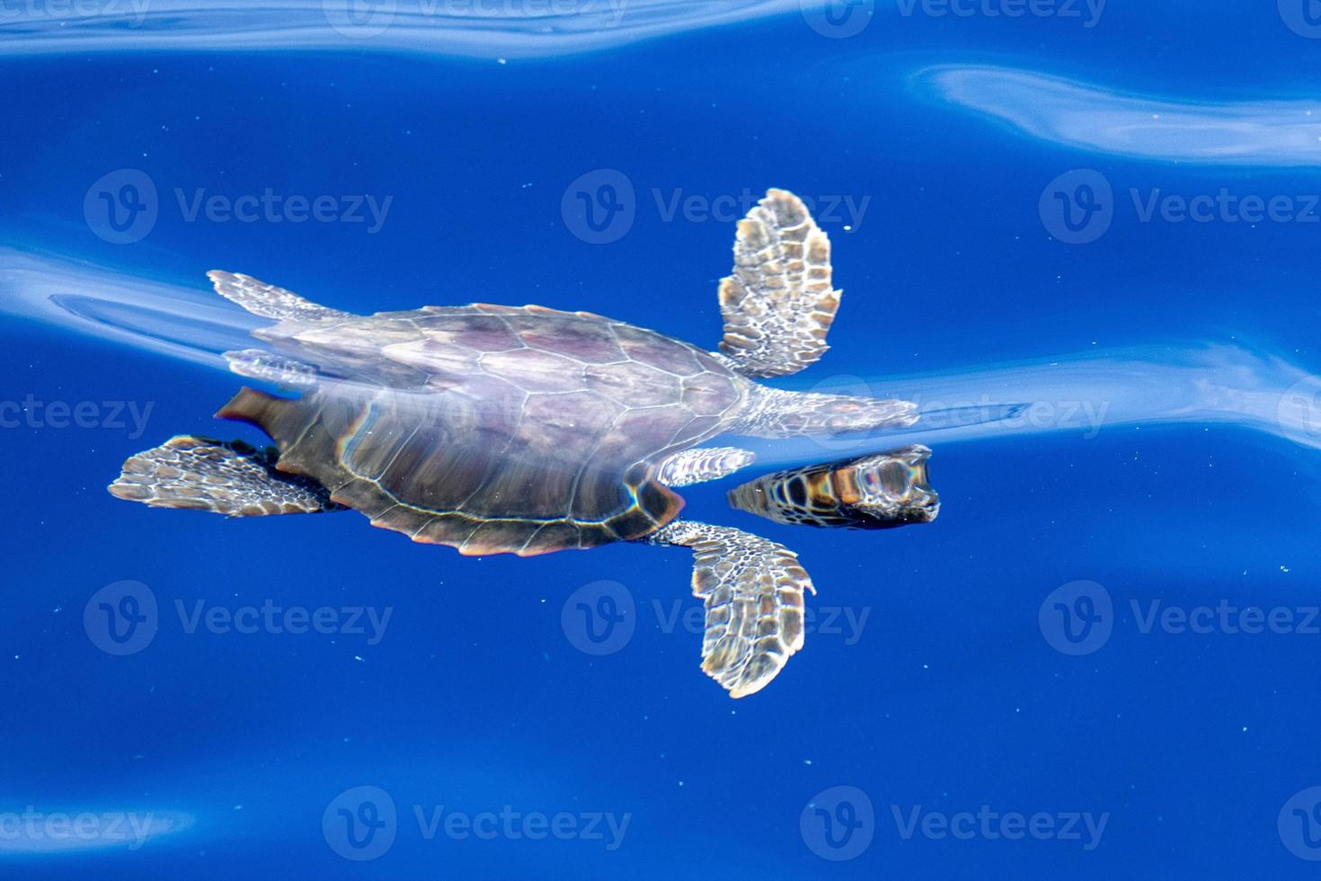 baby pasgeboren caretta schildpad in de buurt zee oppervlakte voor ademen foto