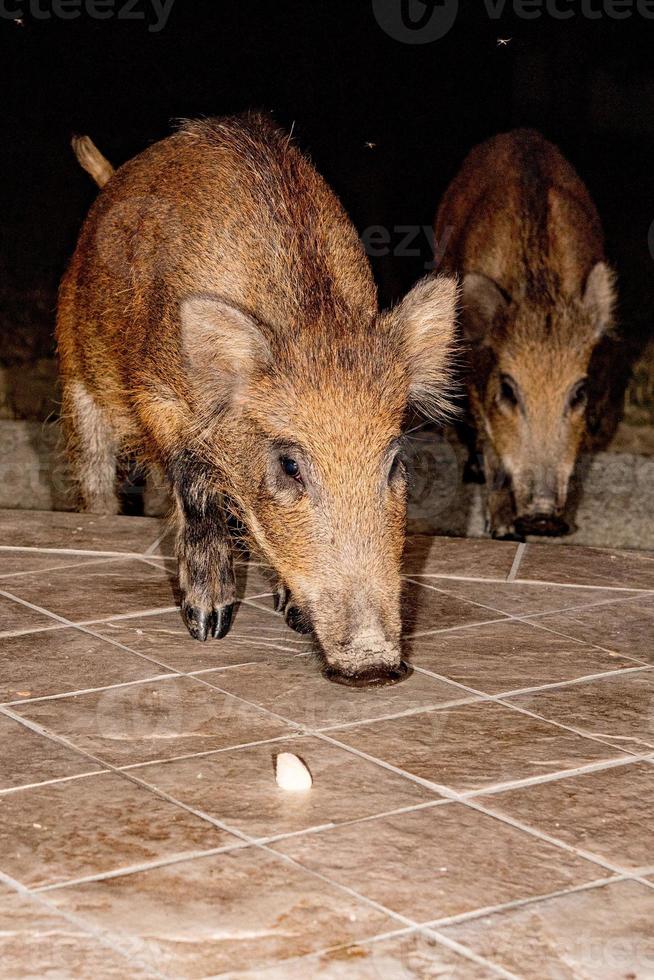 pasgeboren puppy jong wild zwijn aan het eten brood Bij nacht foto