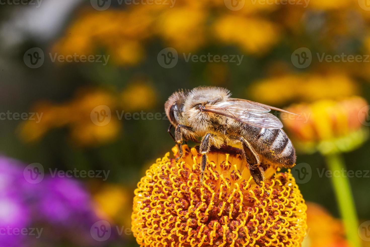 honingbij bedekt met geel stuifmeel drinken nectar, bestuivende bloem. inspirerende natuurlijke bloemen lente of zomer bloeiende tuin achtergrond. leven van insecten, extreme macro close-up selectieve focus foto