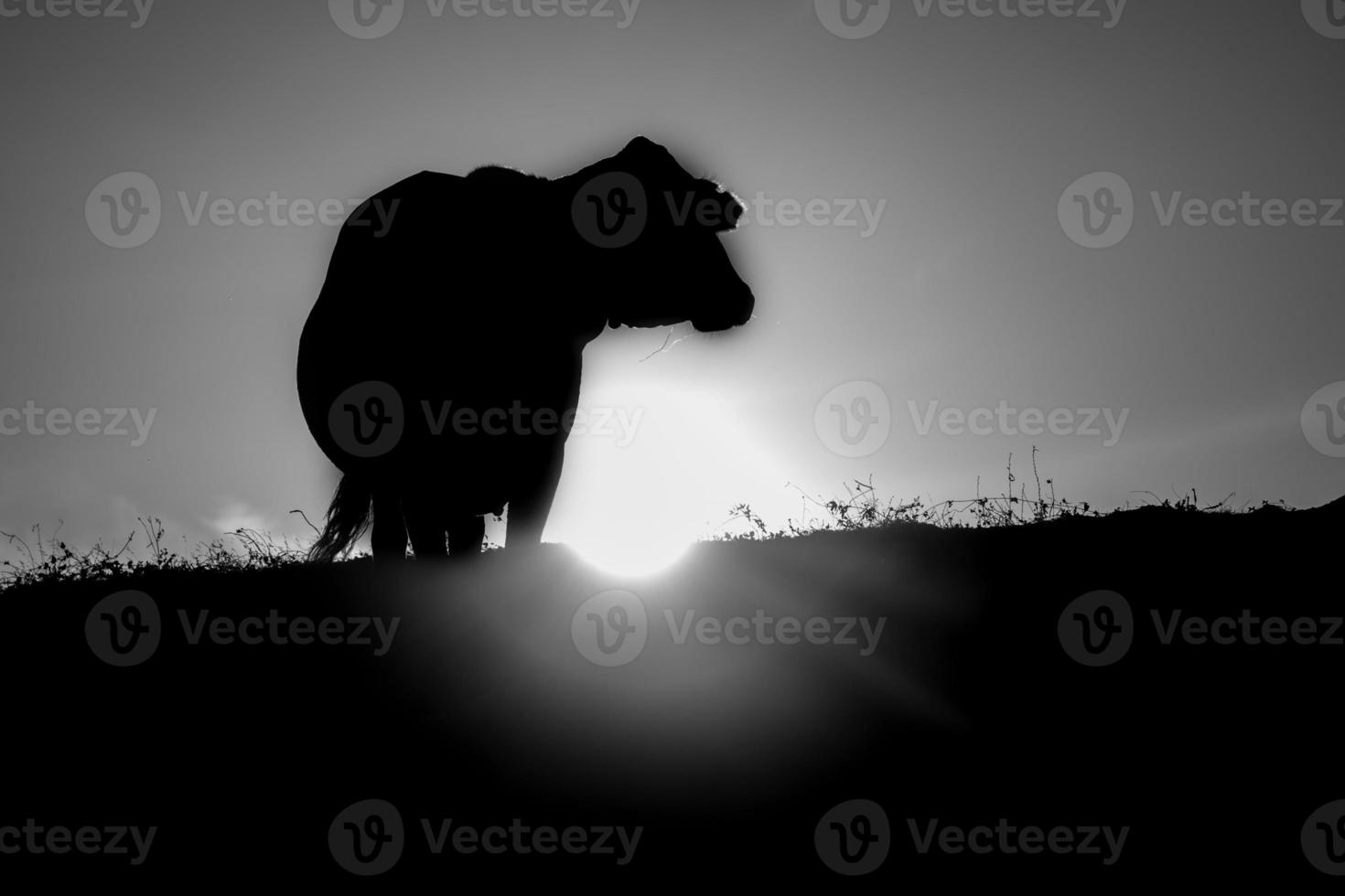 koe silhouet in zwart en wit foto