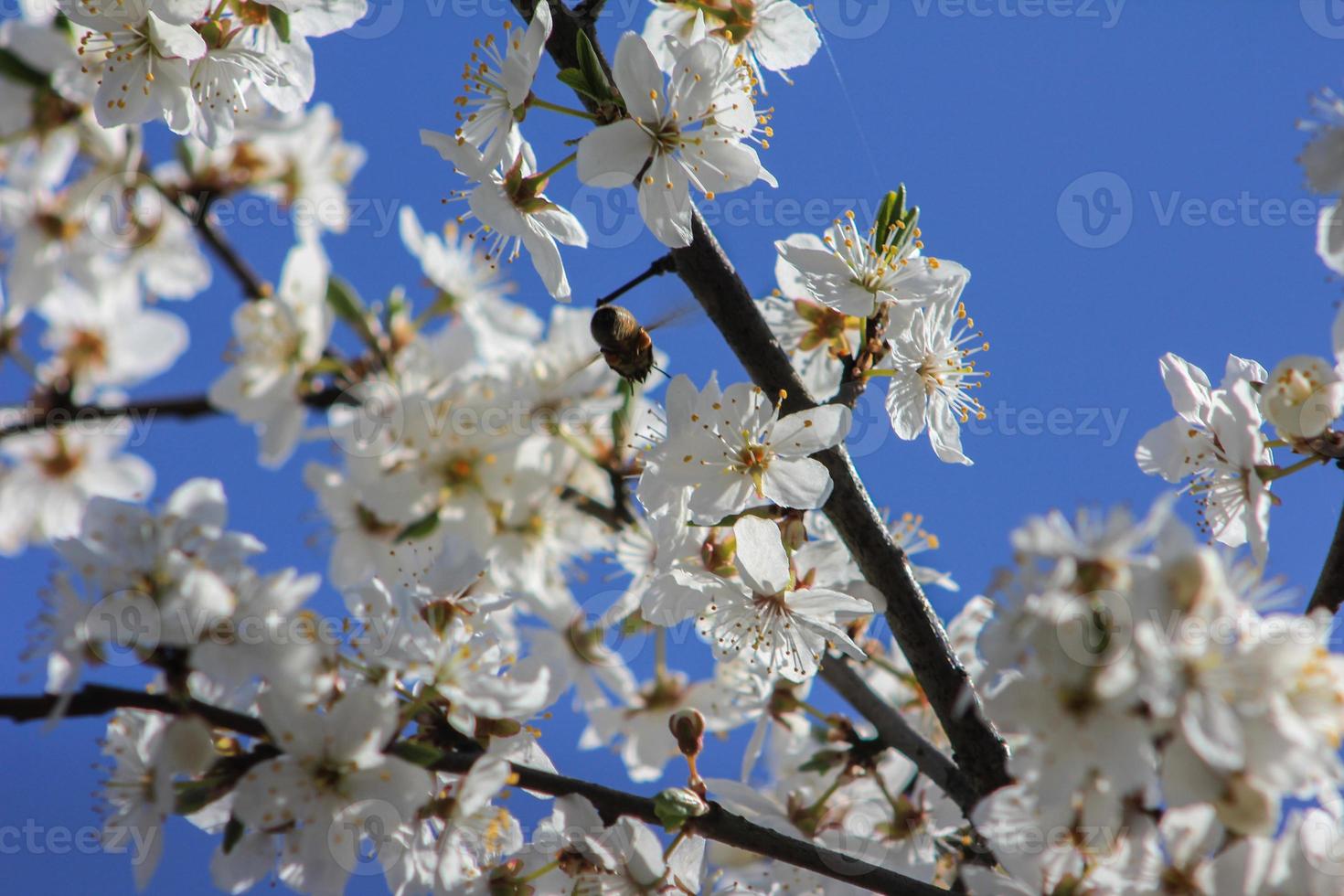 een bij bestuiven kers bloesems foto