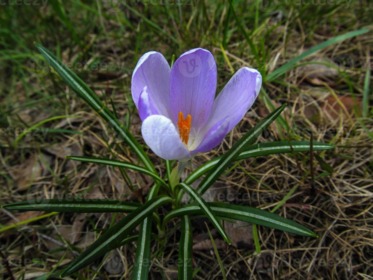 een eenzaam bloesem van voorjaar saffraan foto