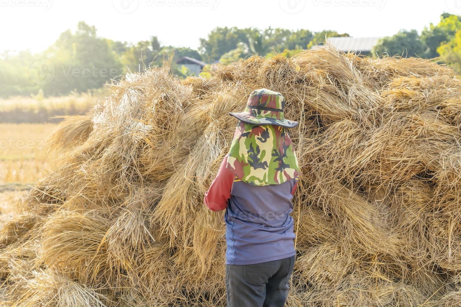 achterkant vrouw boer vervelend groen hoed staand Bij de boerderij. rietje, droog rietje, hooi rietje geel achtergrond, hooi rietje structuur foto