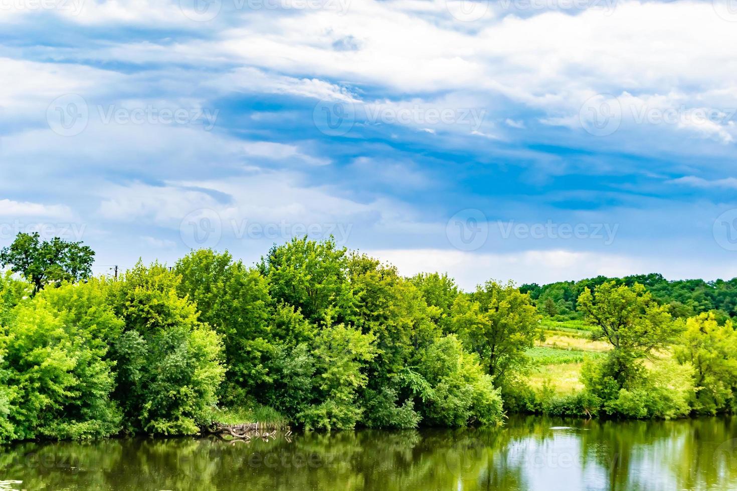 mooi gras moeras riet groeit Aan kust reservoir in platteland foto