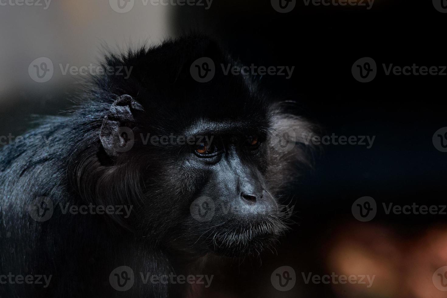 l'hoest aap dichtbij omhoog portret foto