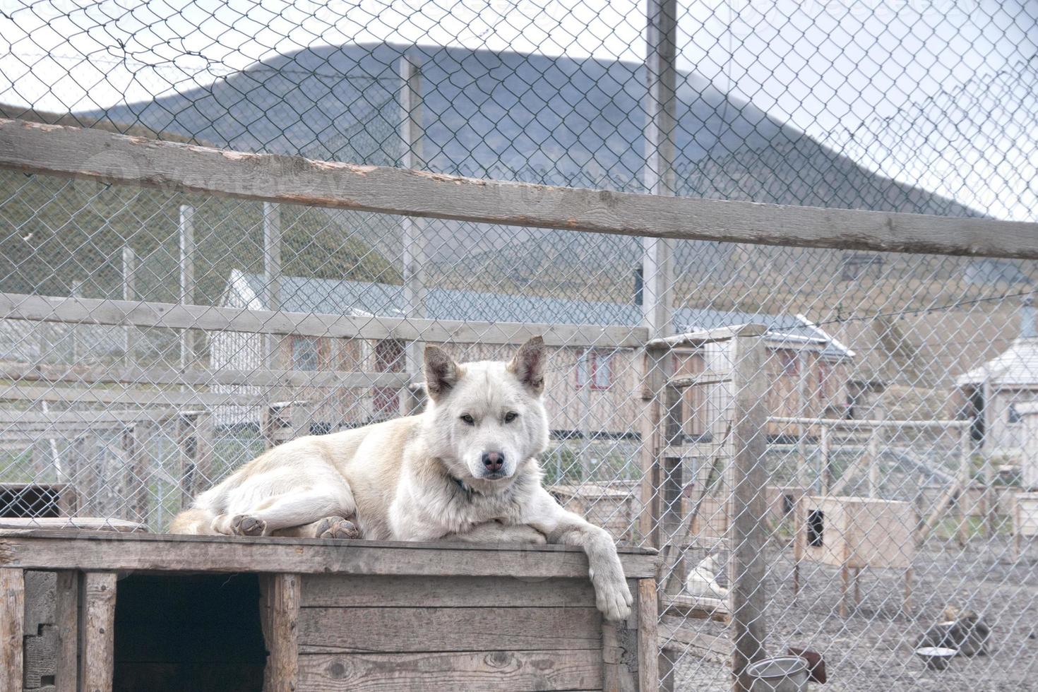 Spitsbergen slee hond boerderij foto