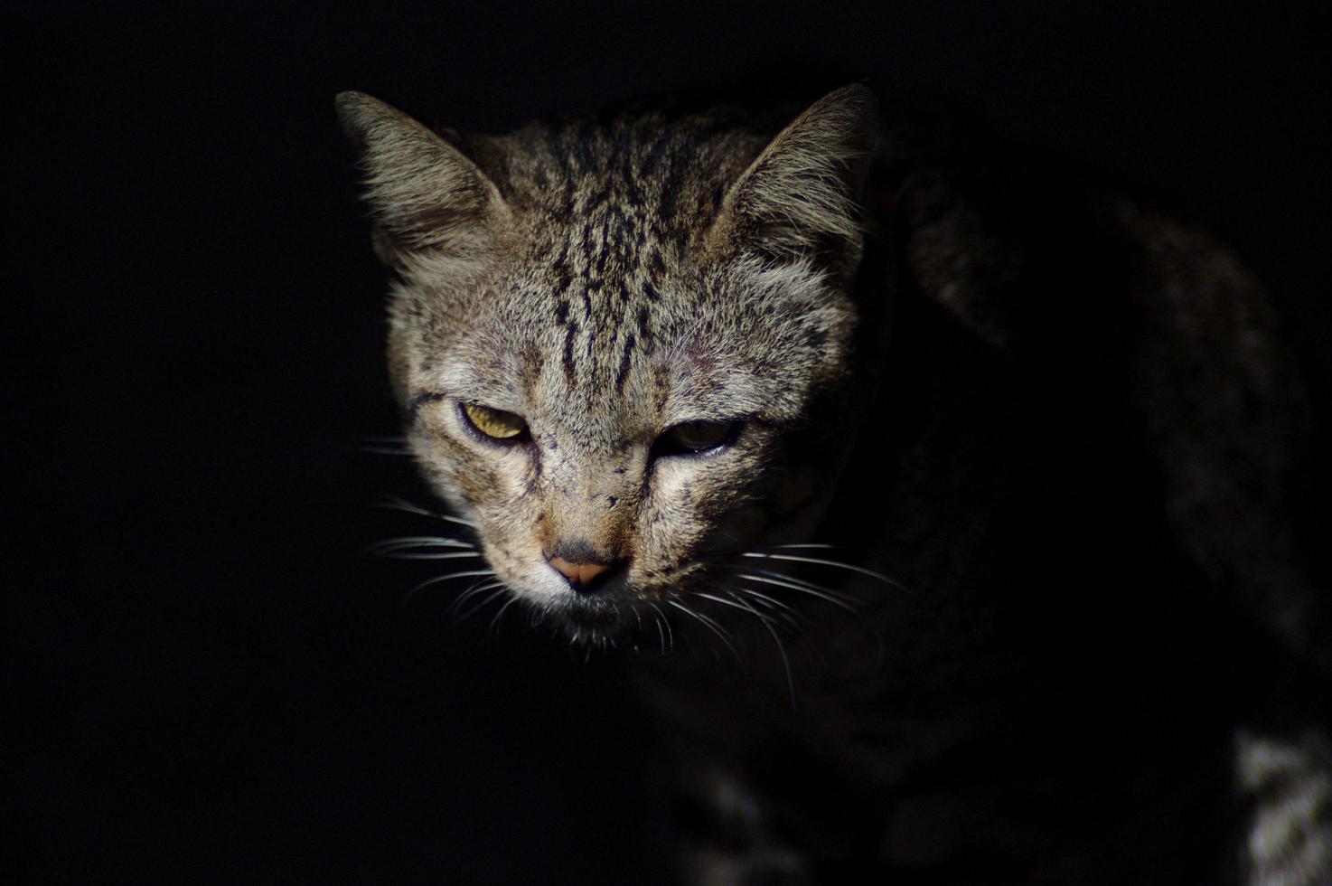 woest kat in zwart achtergrond foto