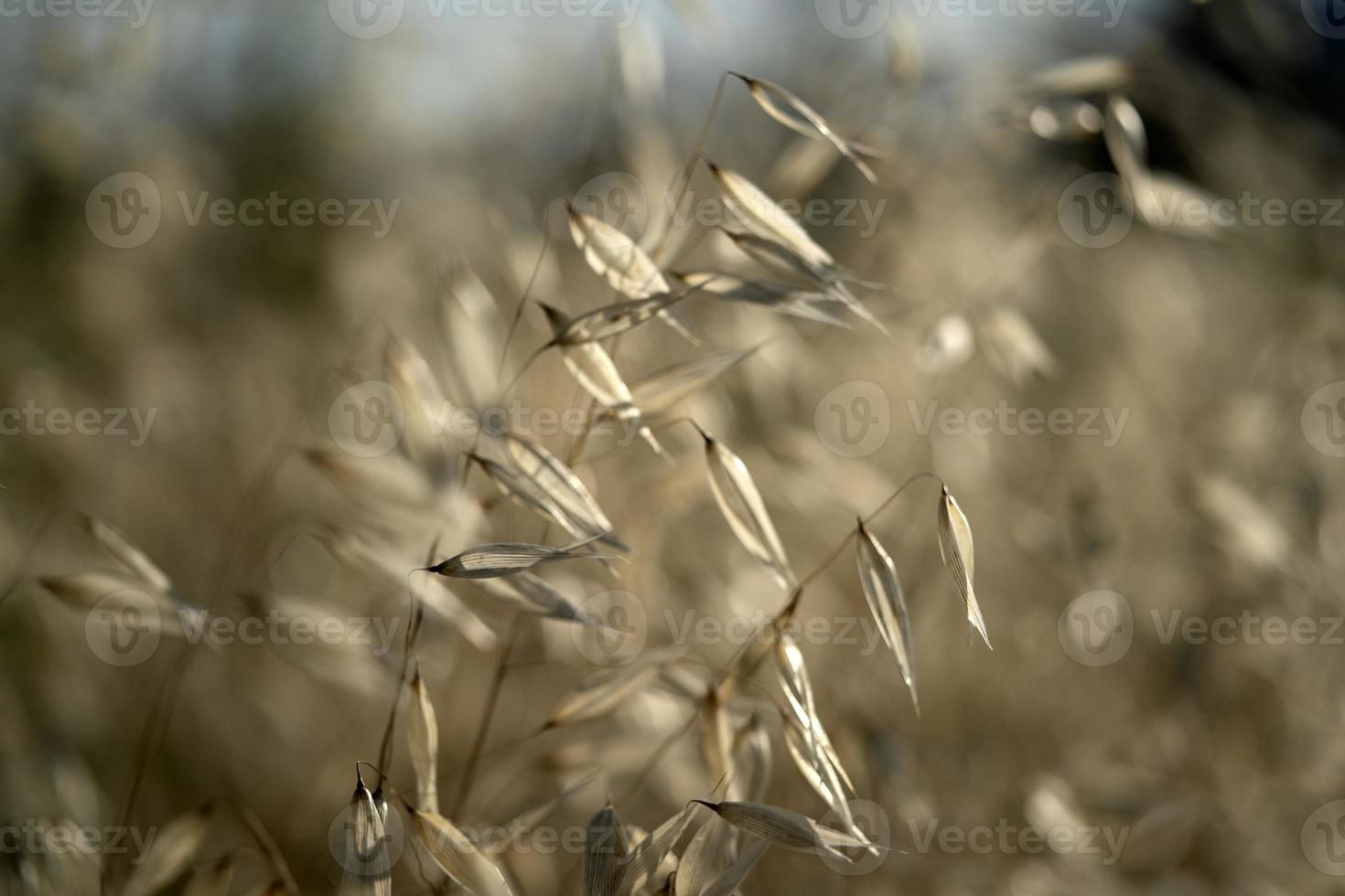 stekels veld- verhuisd door wind foto