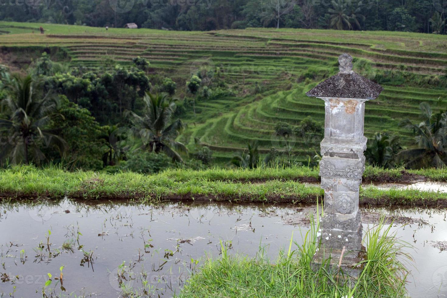 terras rijst- veld- in Bali Indonesië visie panorama foto