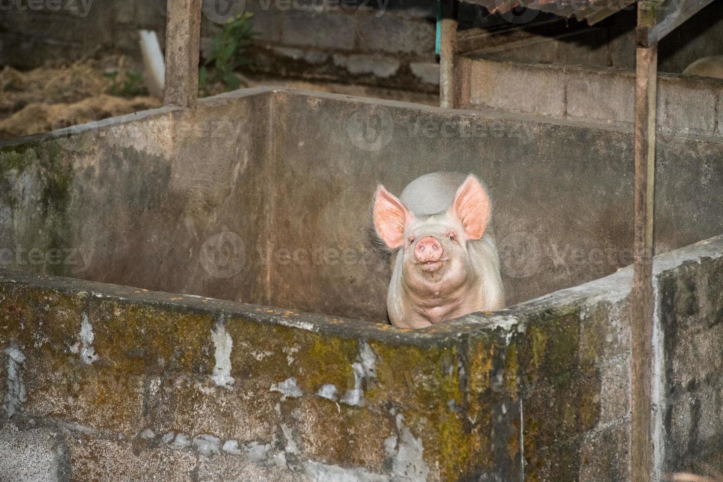 roze varken op zoek Bij u dichtbij omhoog portret foto