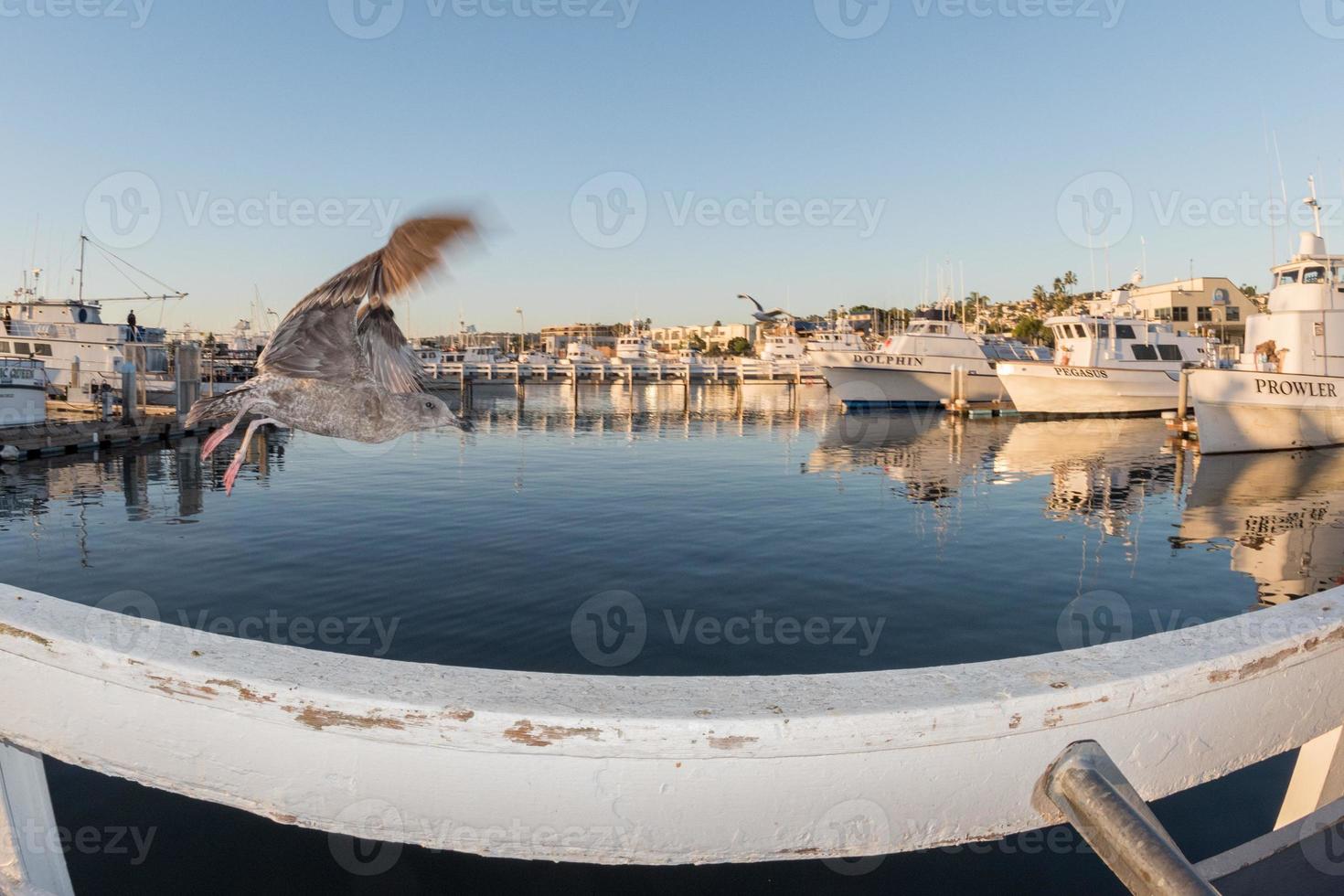 san diego, Verenigde Staten van Amerika - november 17, 2015 - visvangst boot lossen tonijn Bij zonsopkomst foto