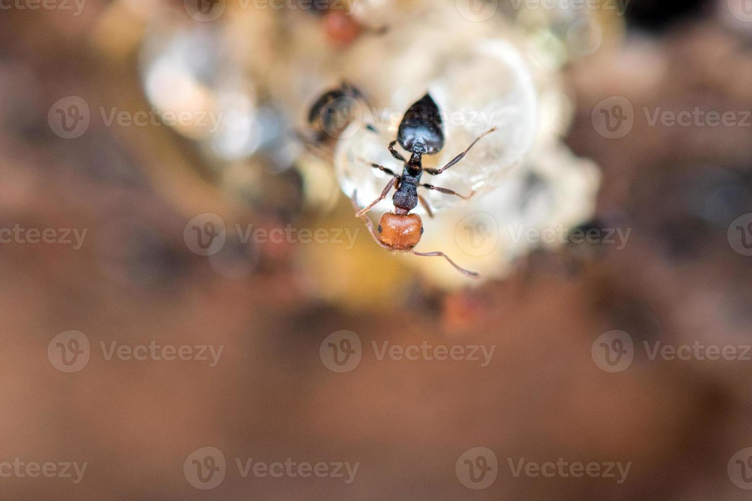 rood hoofd mier honingpot myrmecocystus dichtbij omhoog macro foto