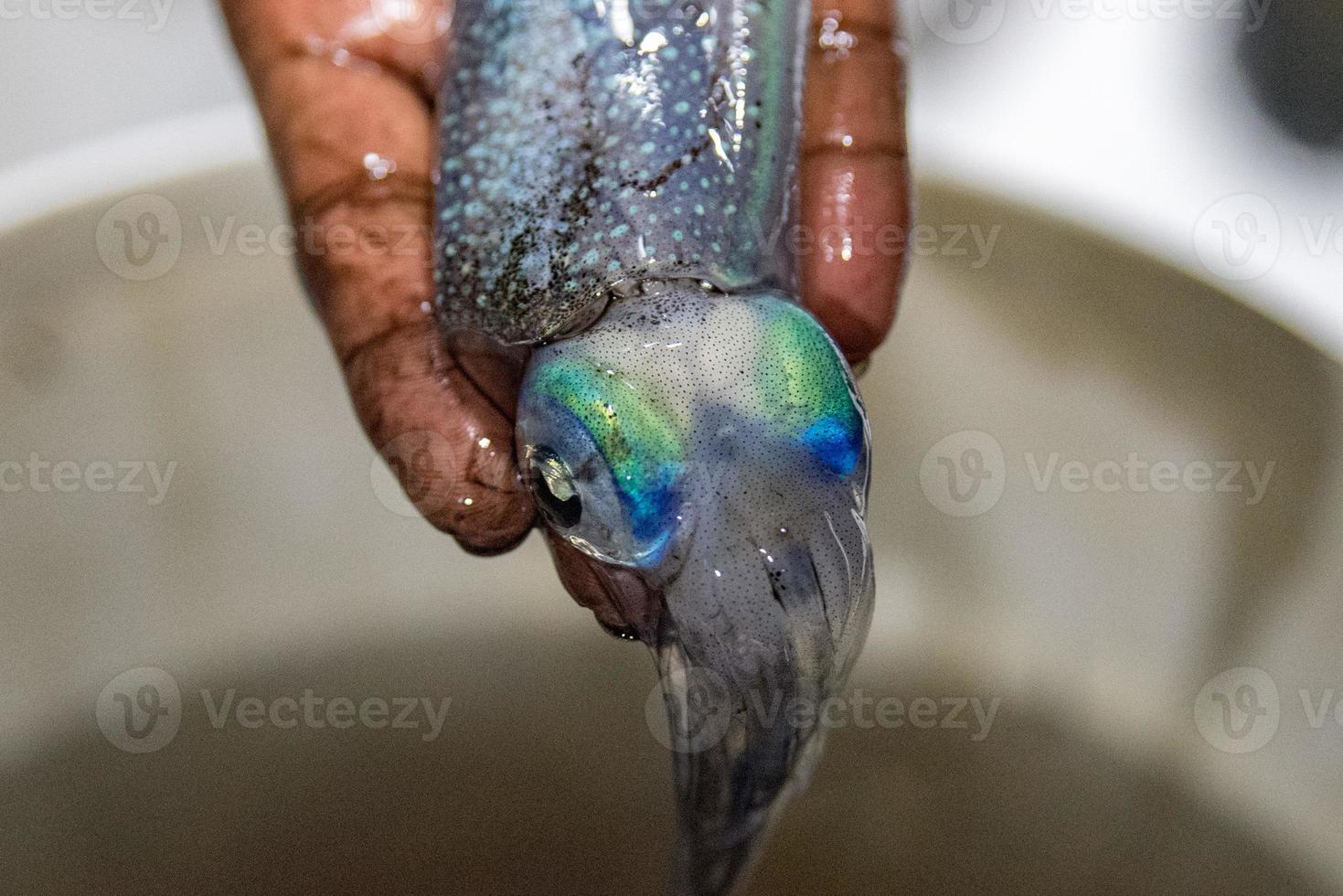 leven inktvis inktvis onderwater- Bij nacht foto