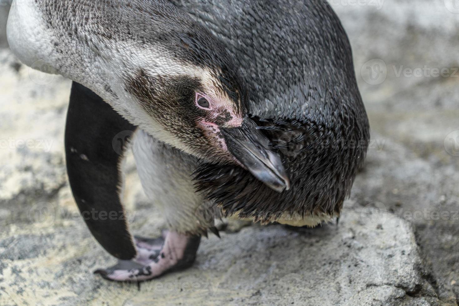 magelhaen pinguin terwijl schoonmaak veren dichtbij omhoog portret foto