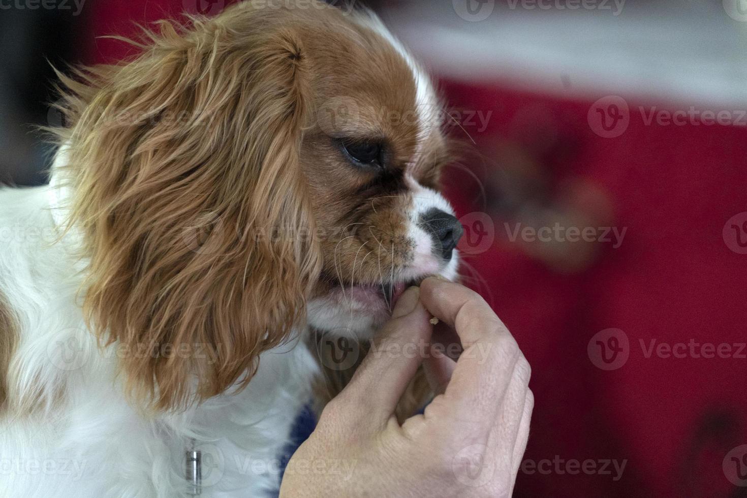 ridder koning hond dichtbij omhoog terwijl aan het eten een tussendoortje foto