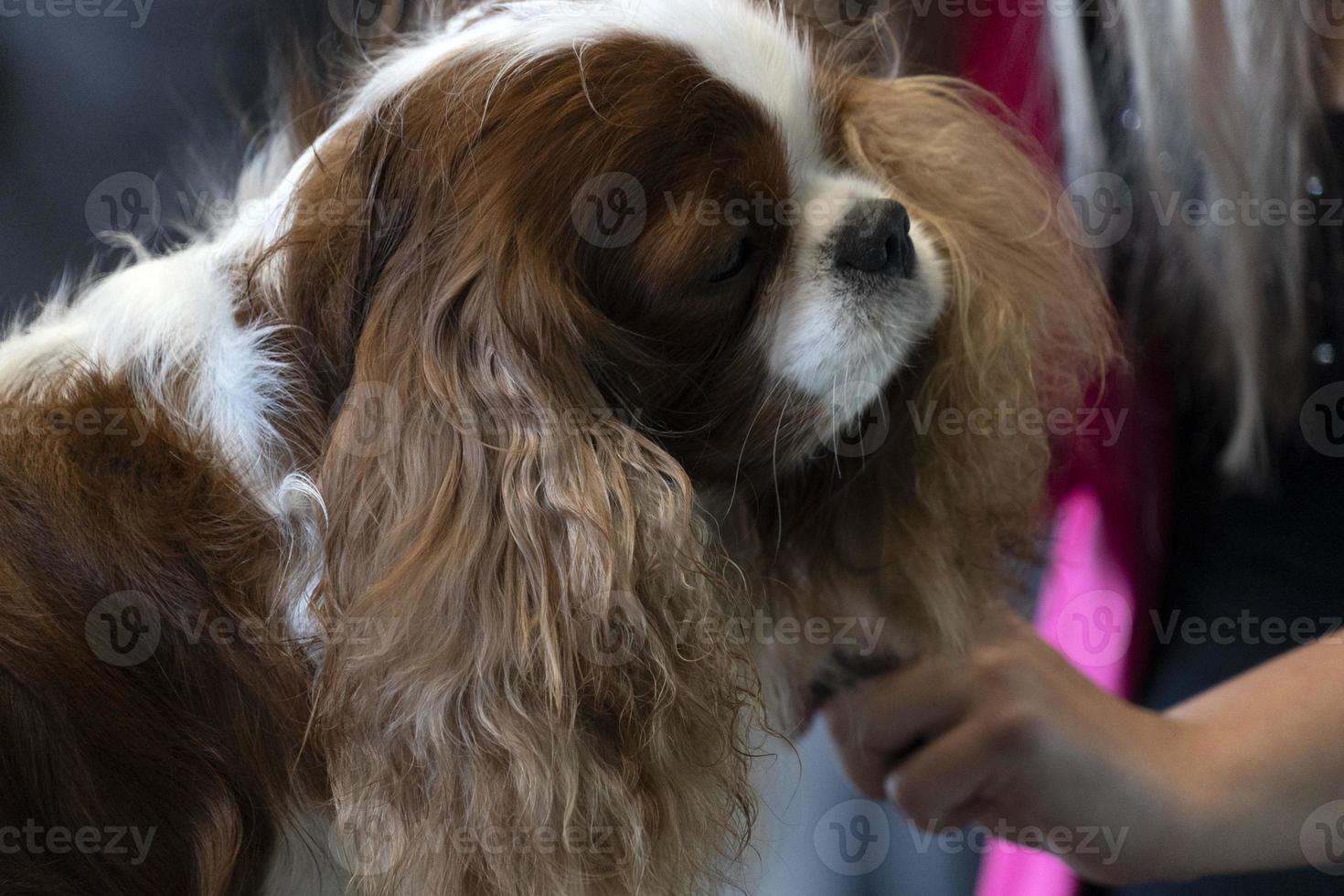 ridder koning hond dichtbij omhoog wezen gekamd foto