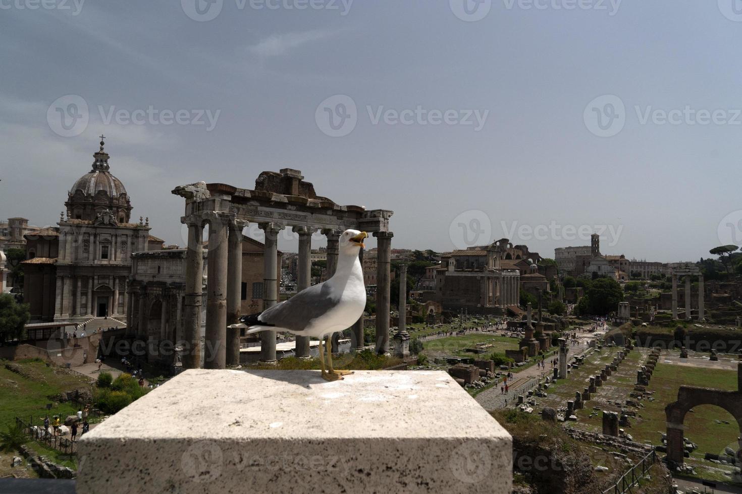 zeemeeuw in Rome ruïnes foto