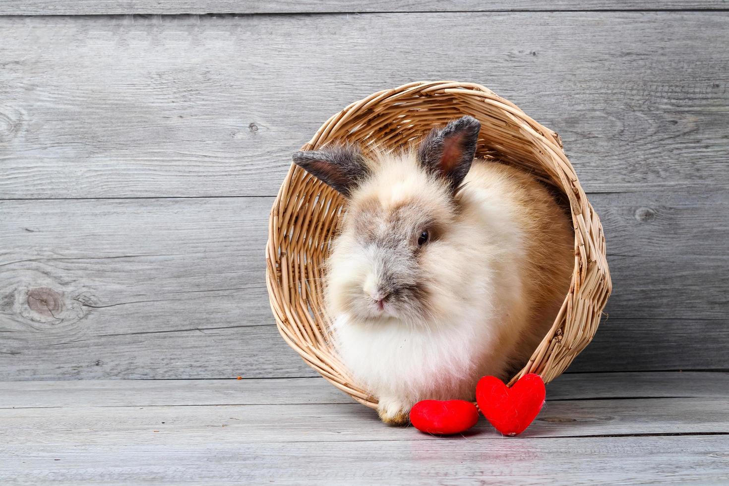 de bruin harig konijn was in een houten mand met twee rood harten naast het. gelukkig valentijnsdag dag concept foto