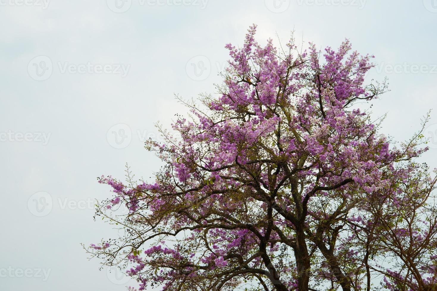 wilde Himalaya kersenboom op de berg in Chiang Mai, Thailand foto