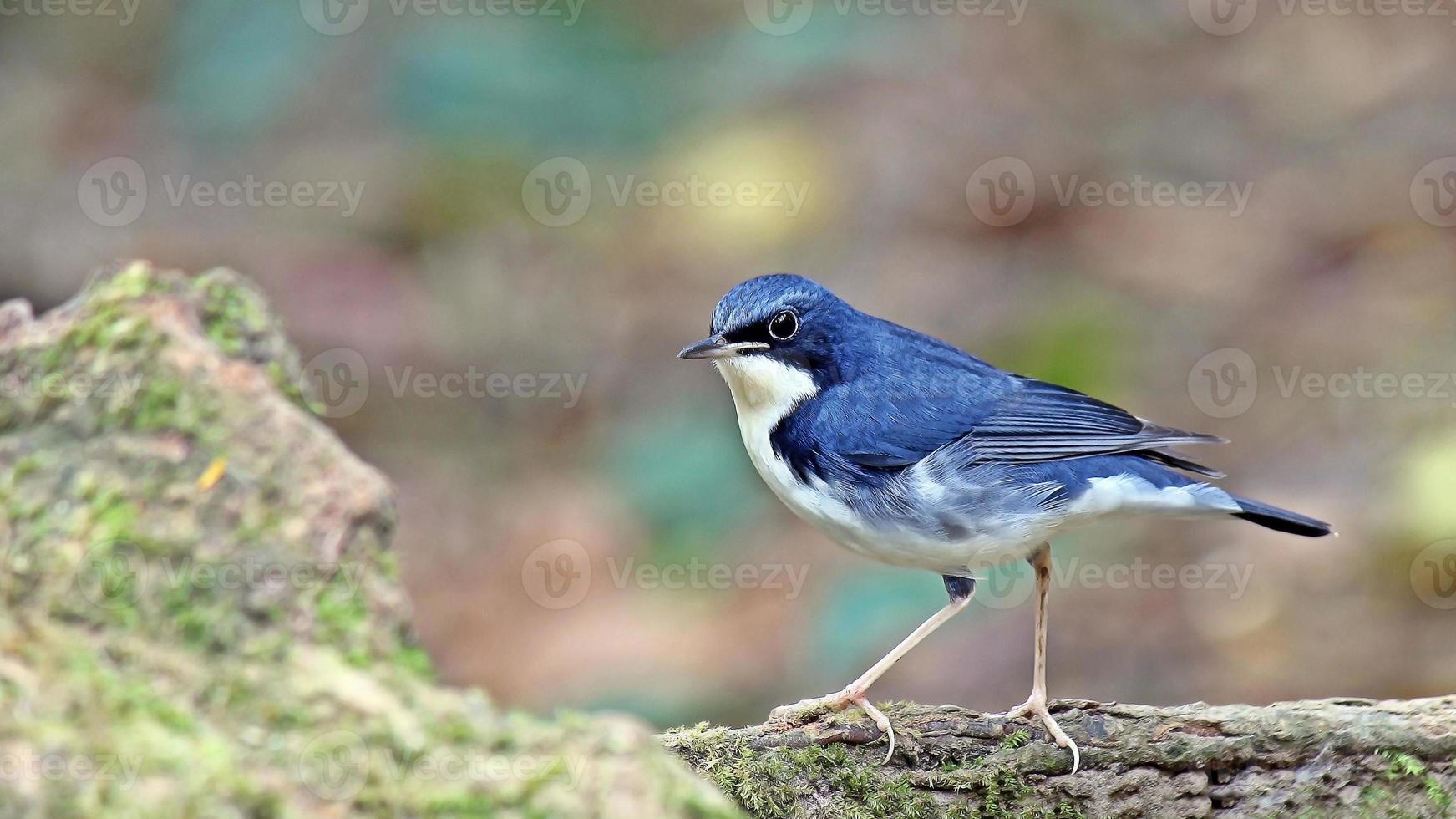 Siberische blauwe roodborst foto