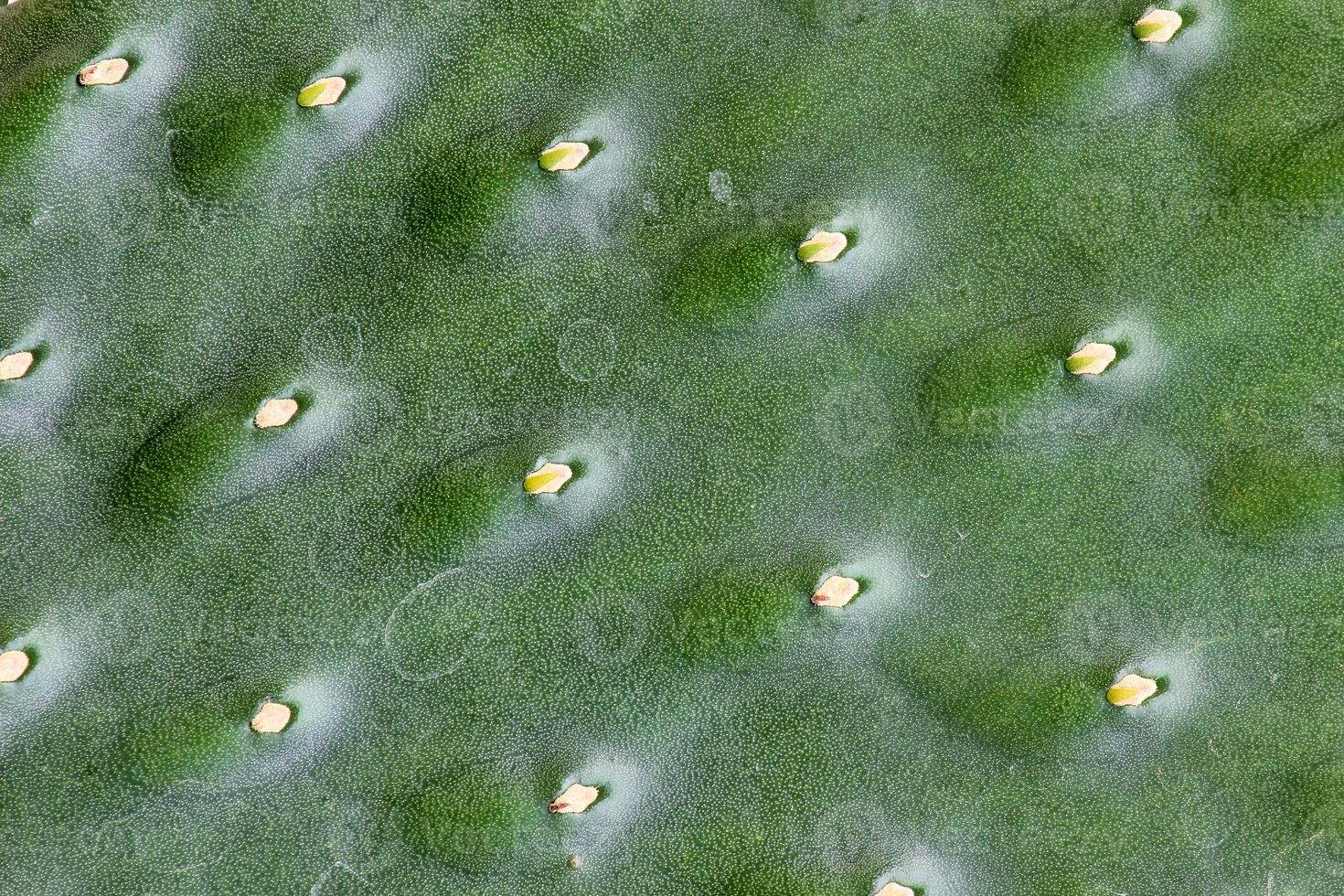 close-up van cactus voor achtergrond of textuur foto