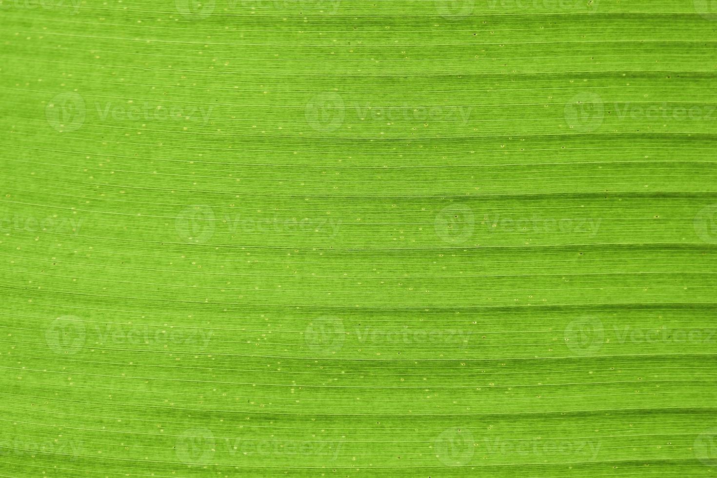 close-up van bananenblad foto