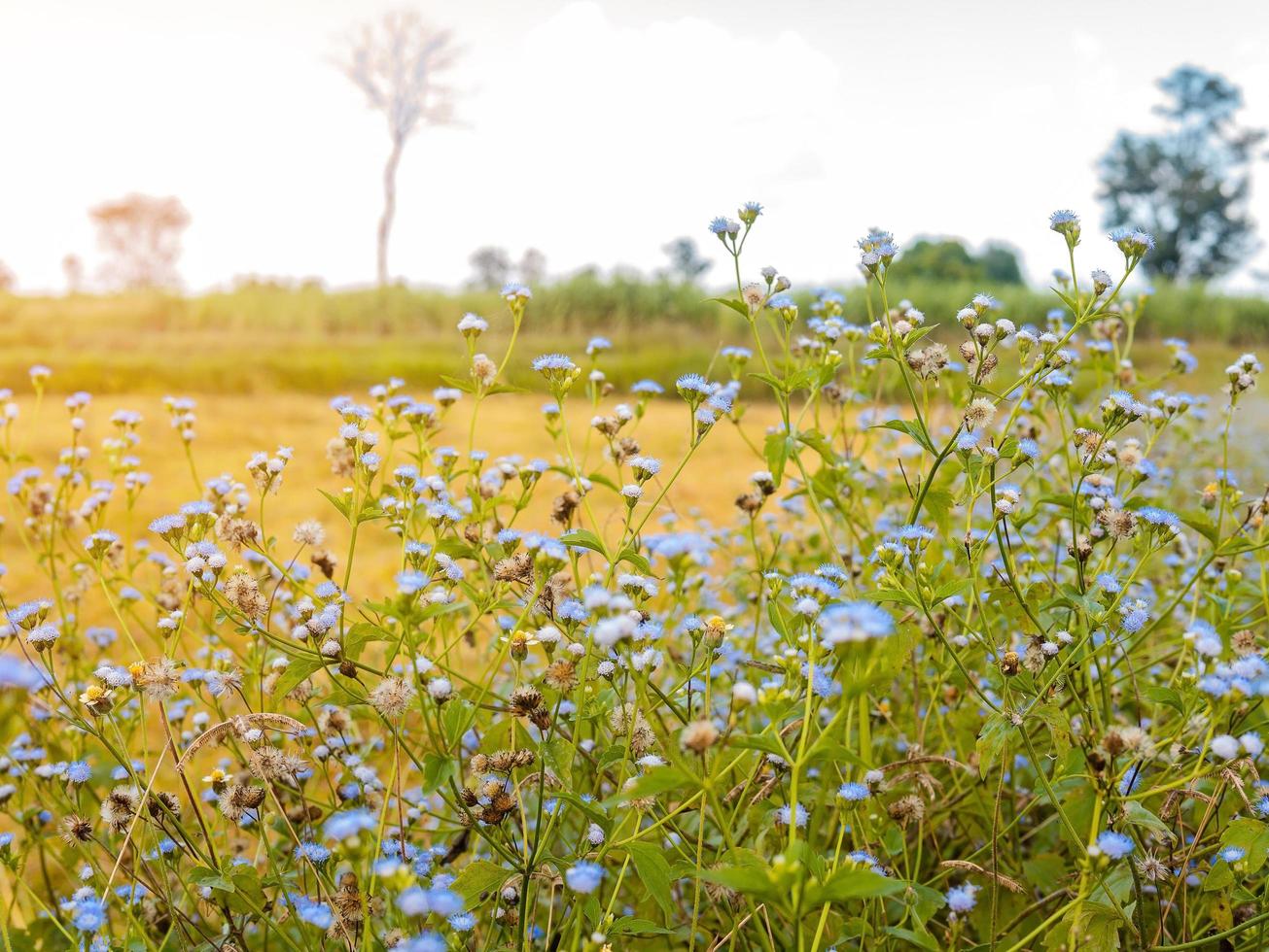 blauwe wilde bloemen in een veld met witte lucht foto