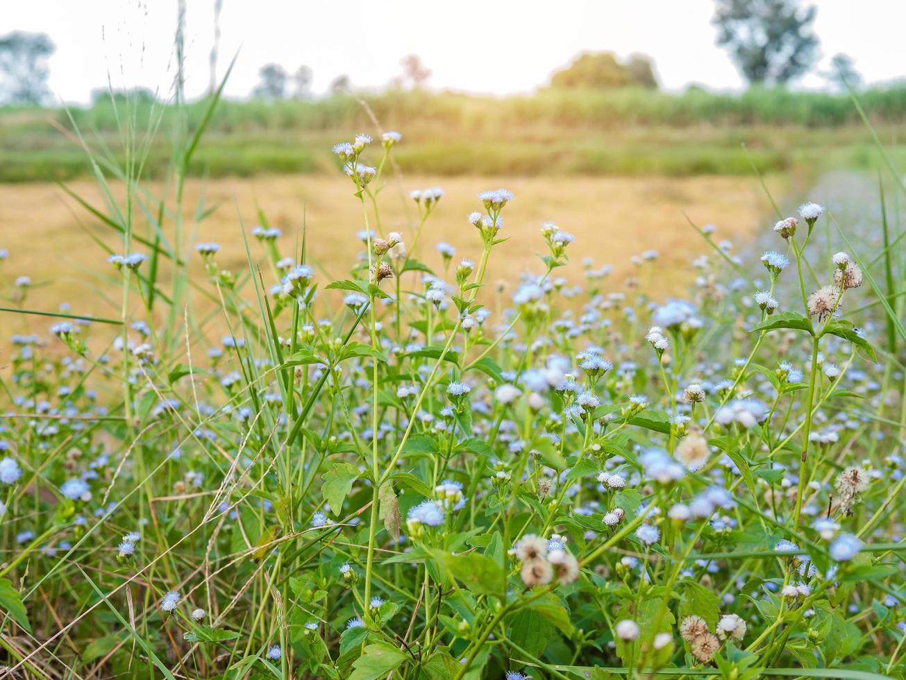 blauwe wilde bloemen in een veld met witte lucht foto