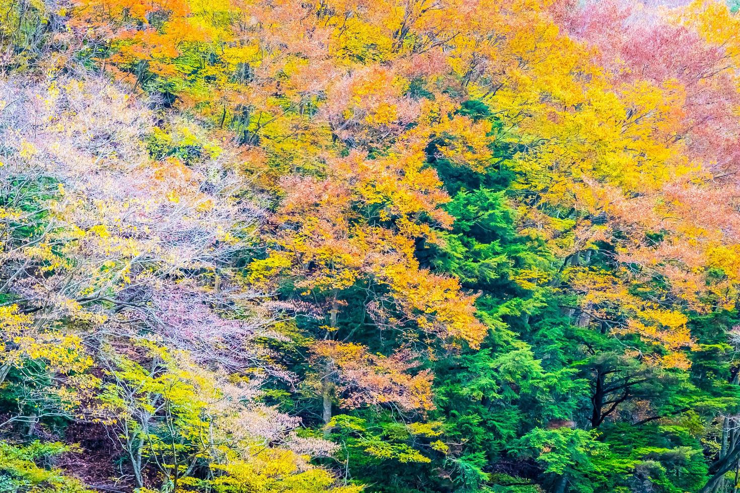 bos op een berg in de herfst foto