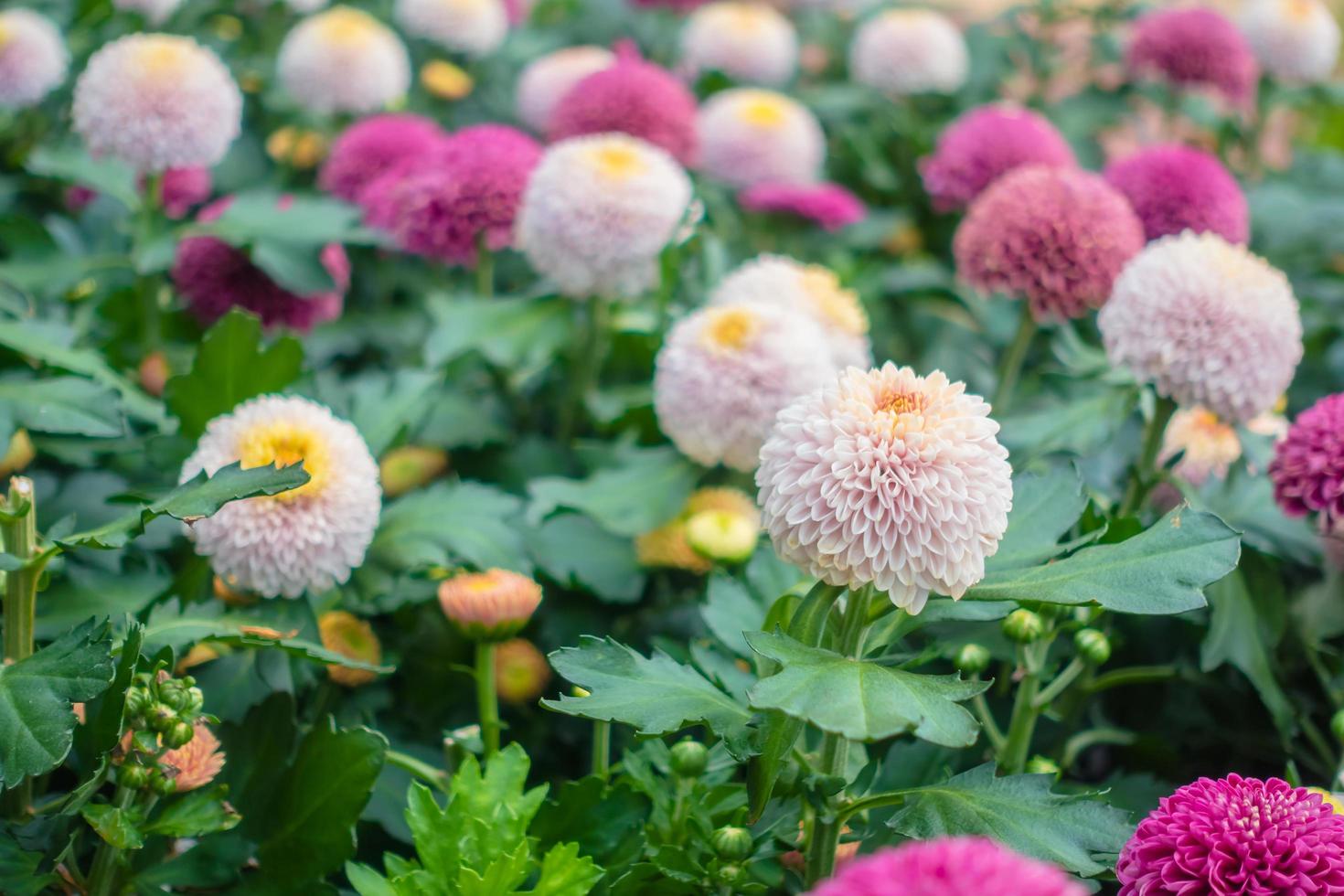 prachtige bloemen in de tuin foto