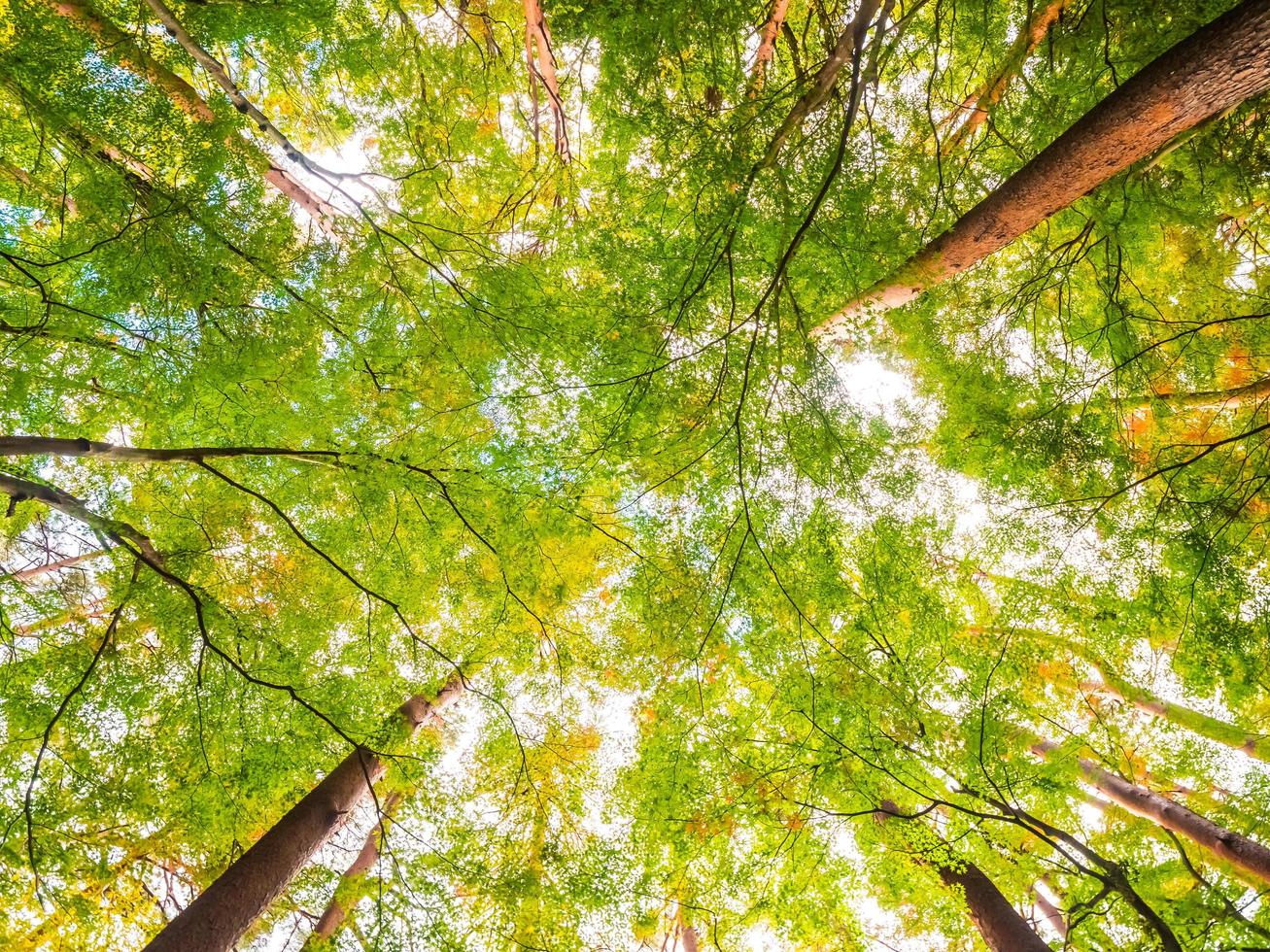 grote bomen in het bos, lage hoekmening foto