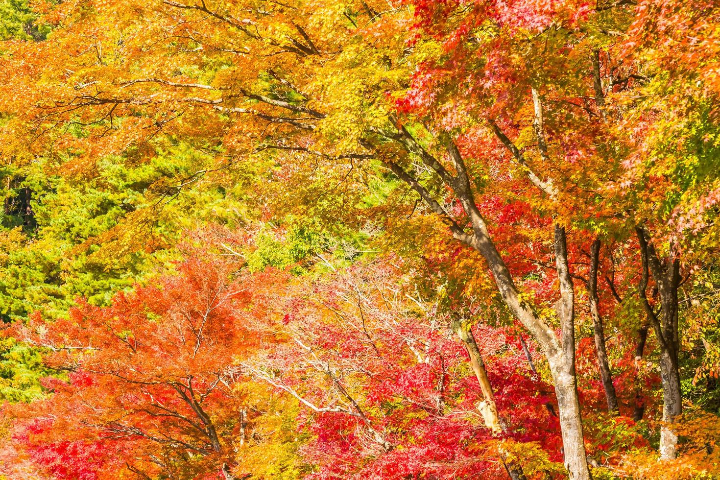 prachtige esdoorns in de herfst foto