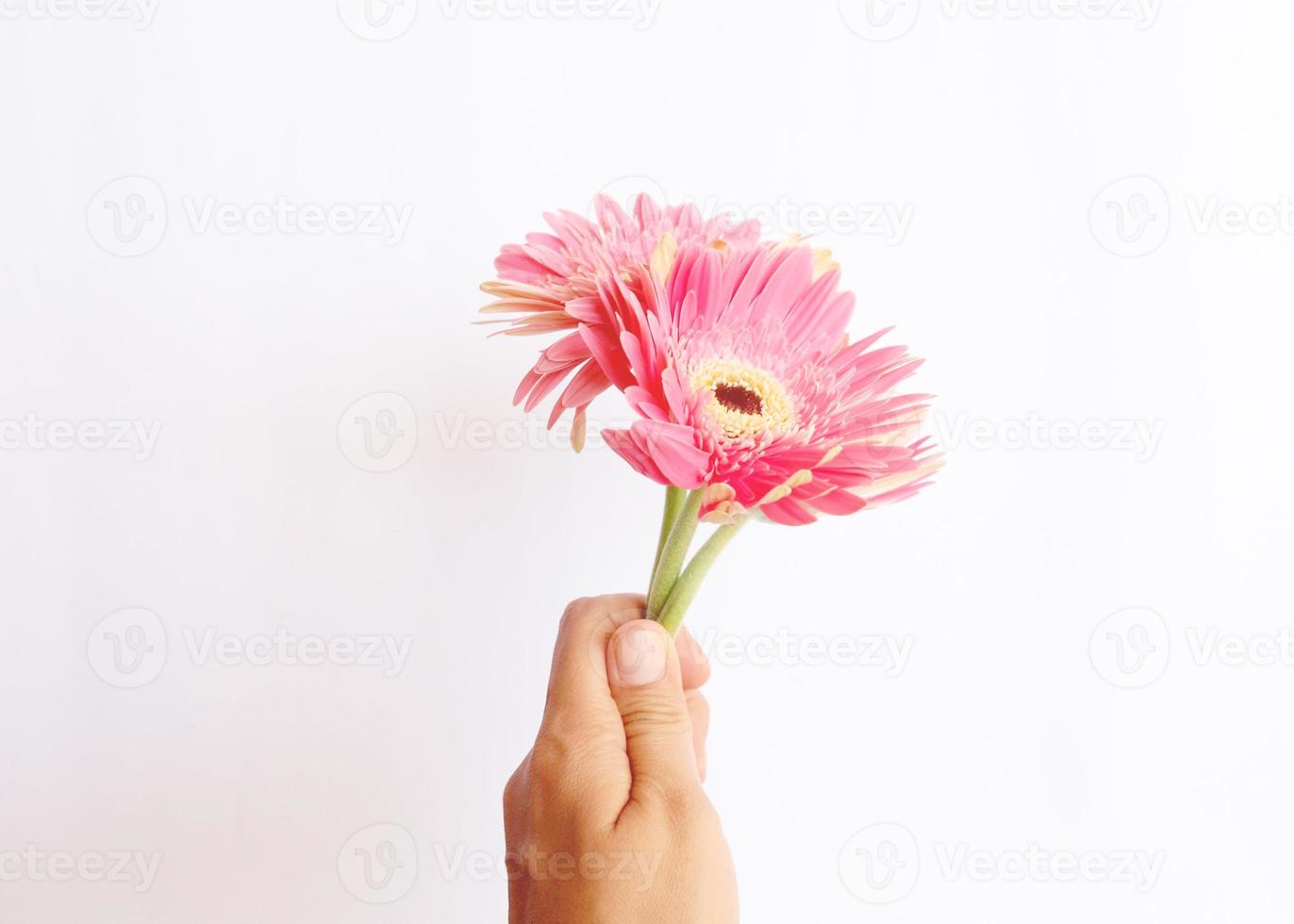 hand met roze gerberra foto