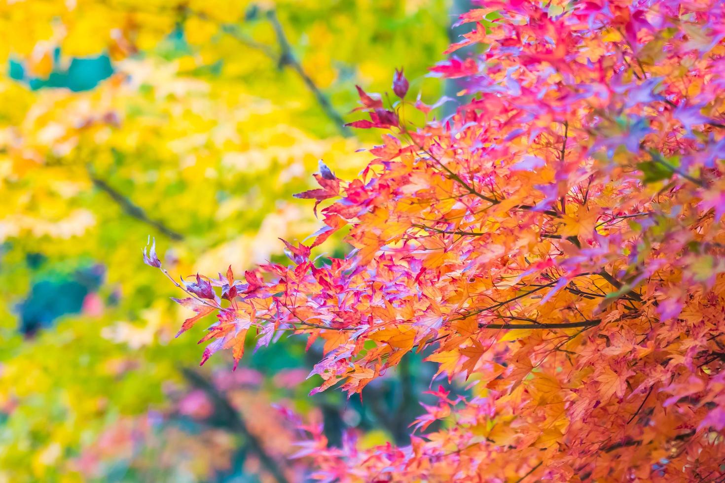 prachtige esdoorns in de herfst foto