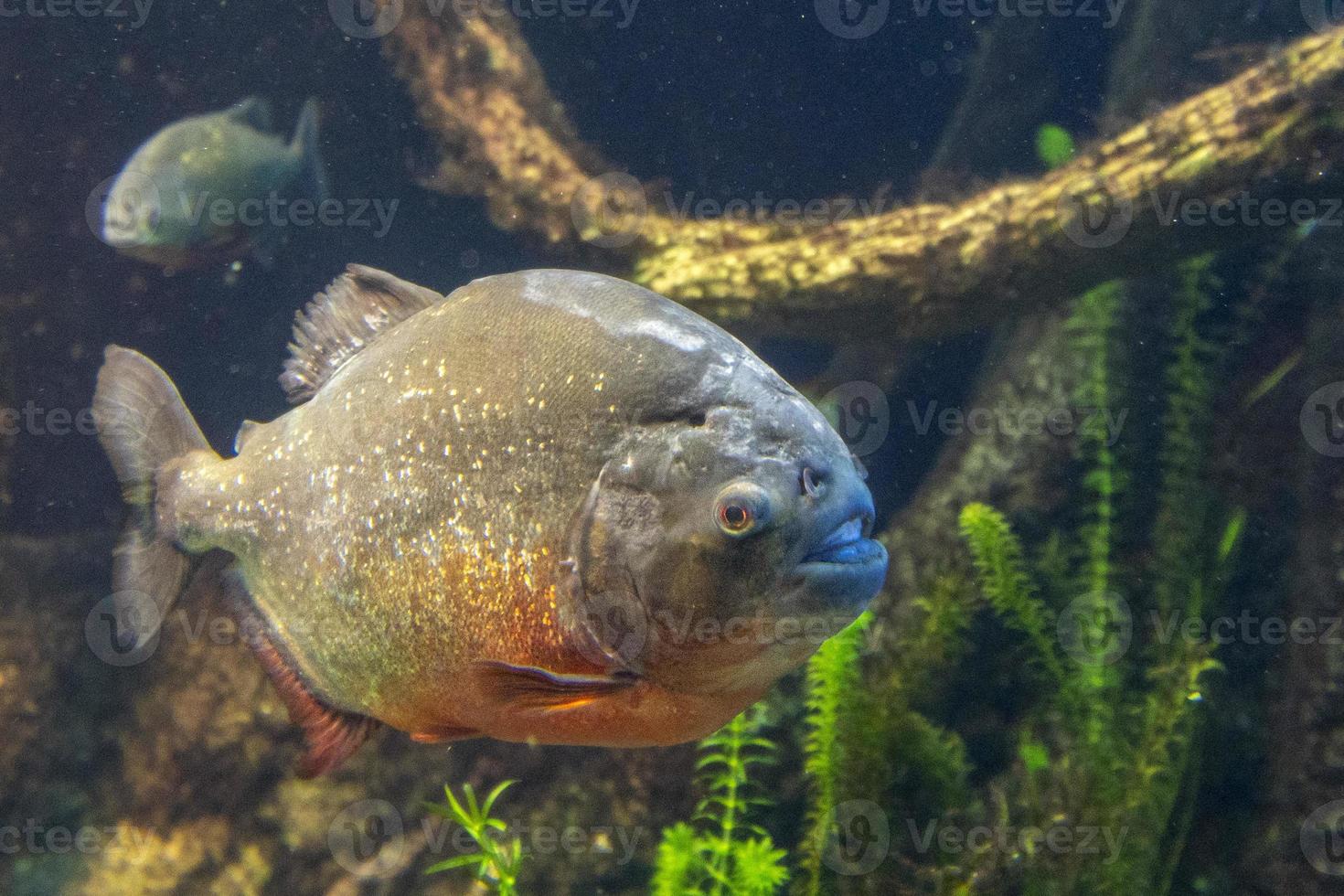 piranha vis dichtbij omhoog onderwater- foto