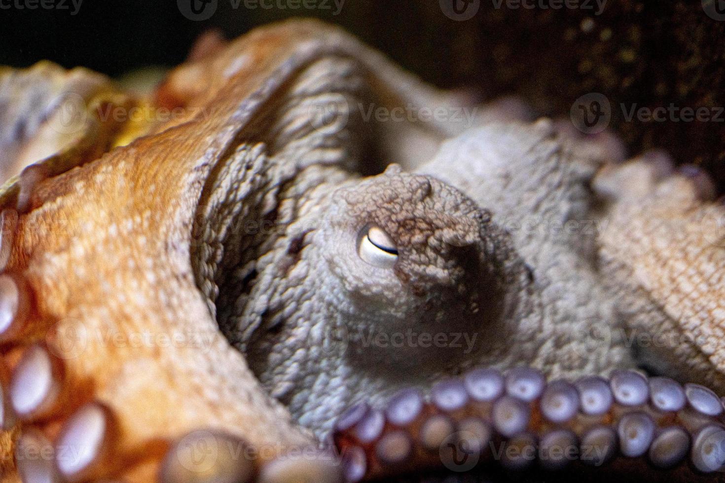 Octopus onderwater- dichtbij omhoog portret foto